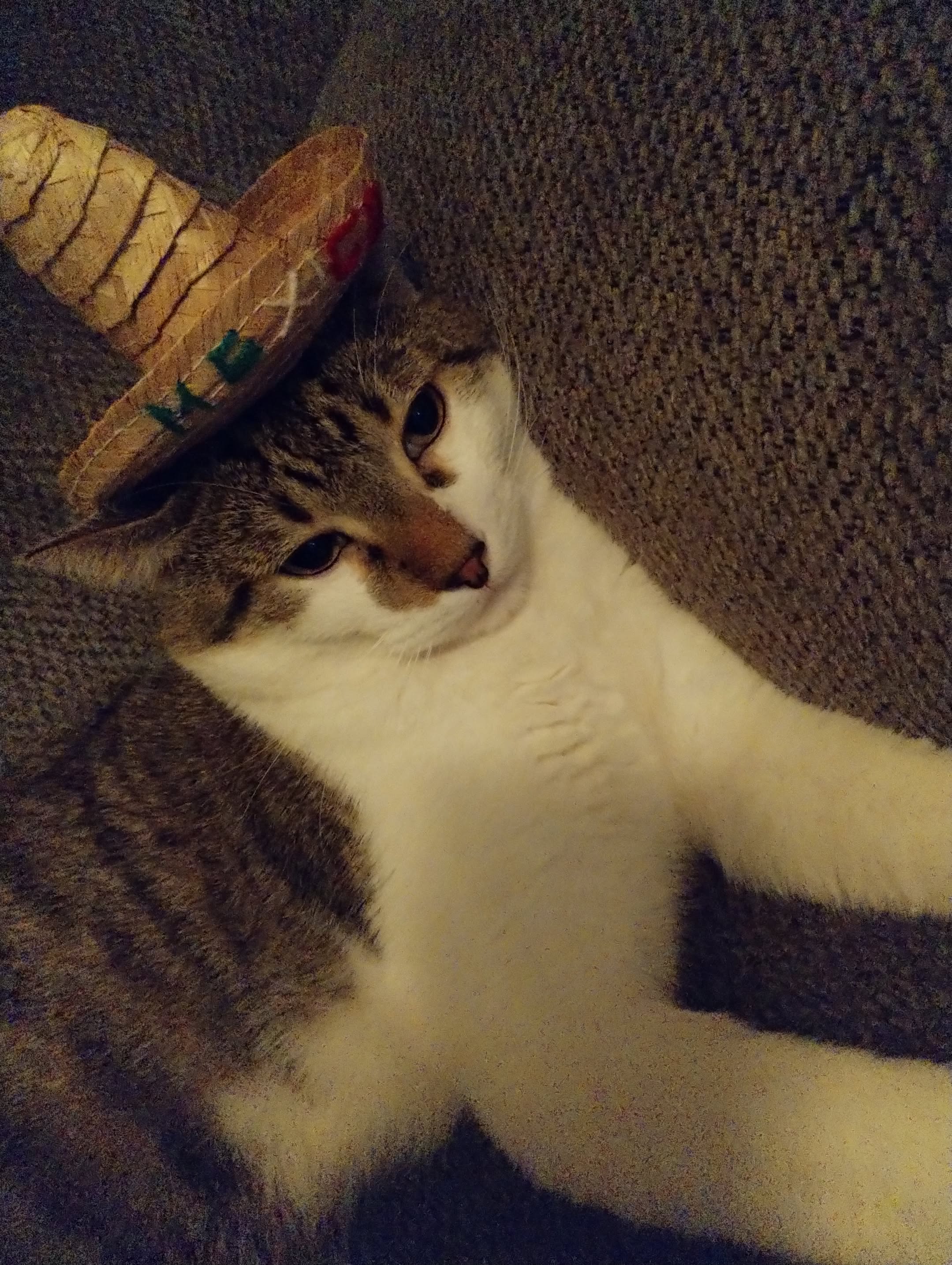 Help Bring Arlo Home After Emergency Surgery campaign photo, 2 of 7