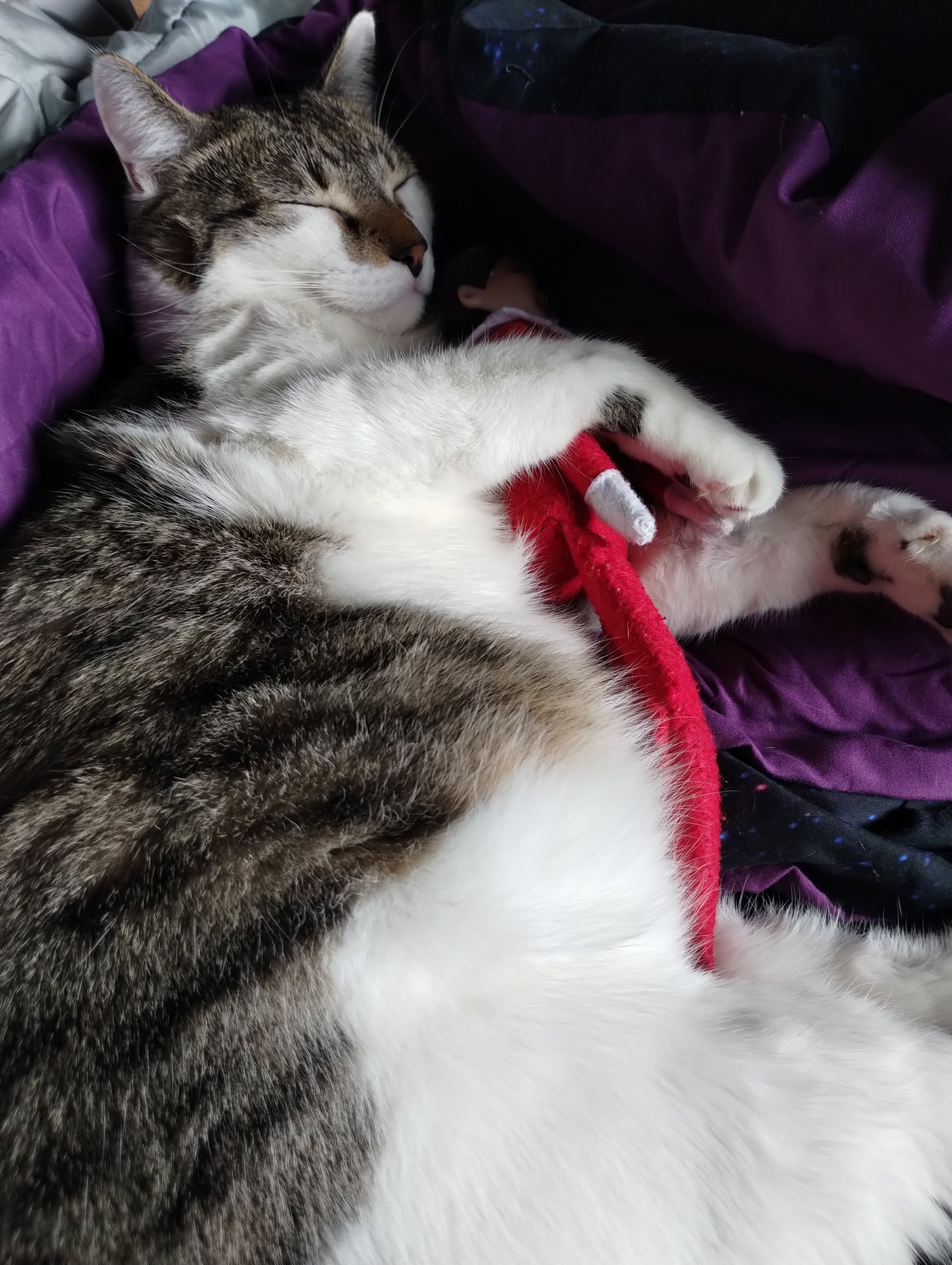 Help Bring Arlo Home After Emergency Surgery campaign photo, 4 of 7