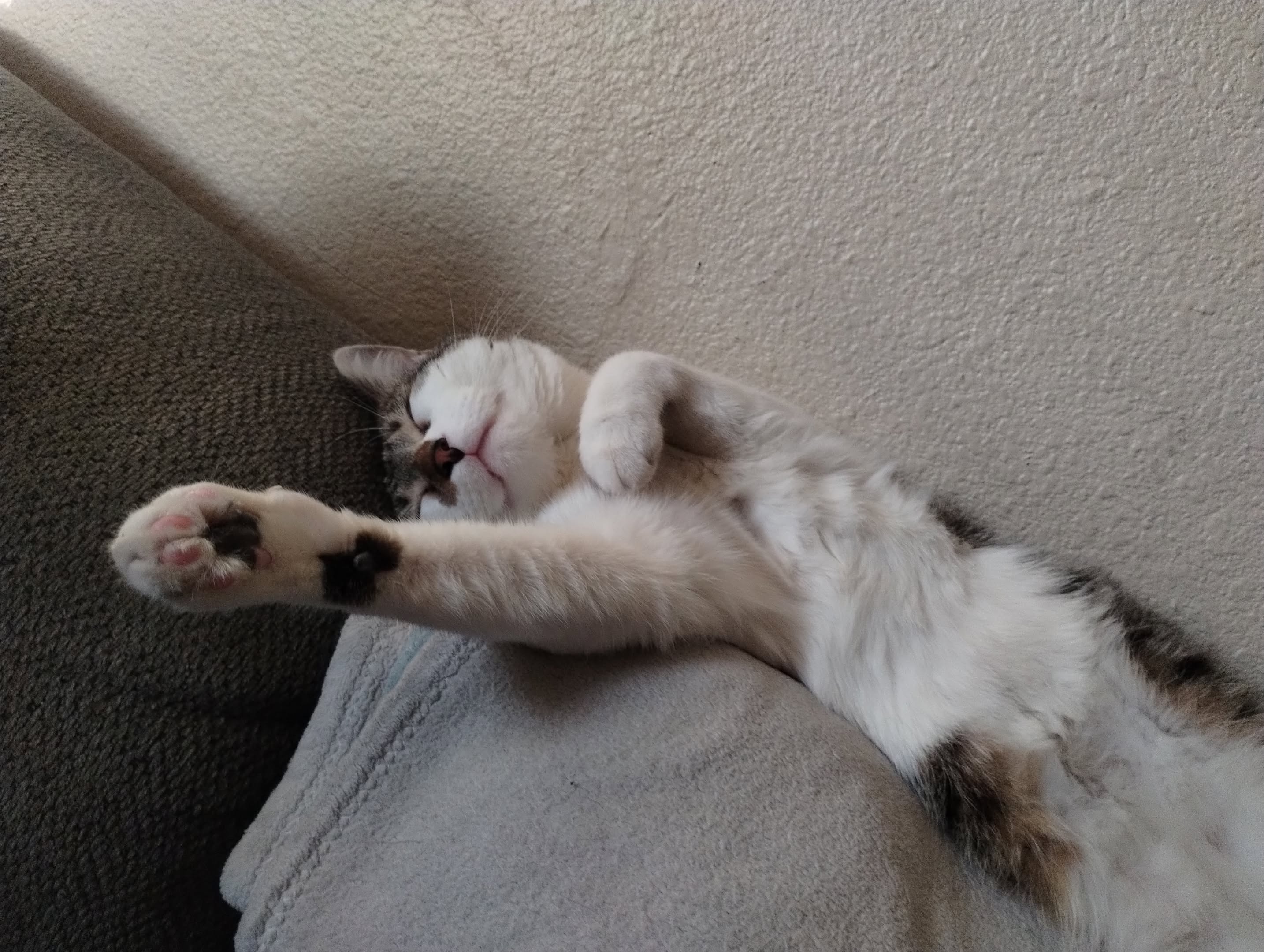 Help Bring Arlo Home After Emergency Surgery campaign photo, 5 of 7