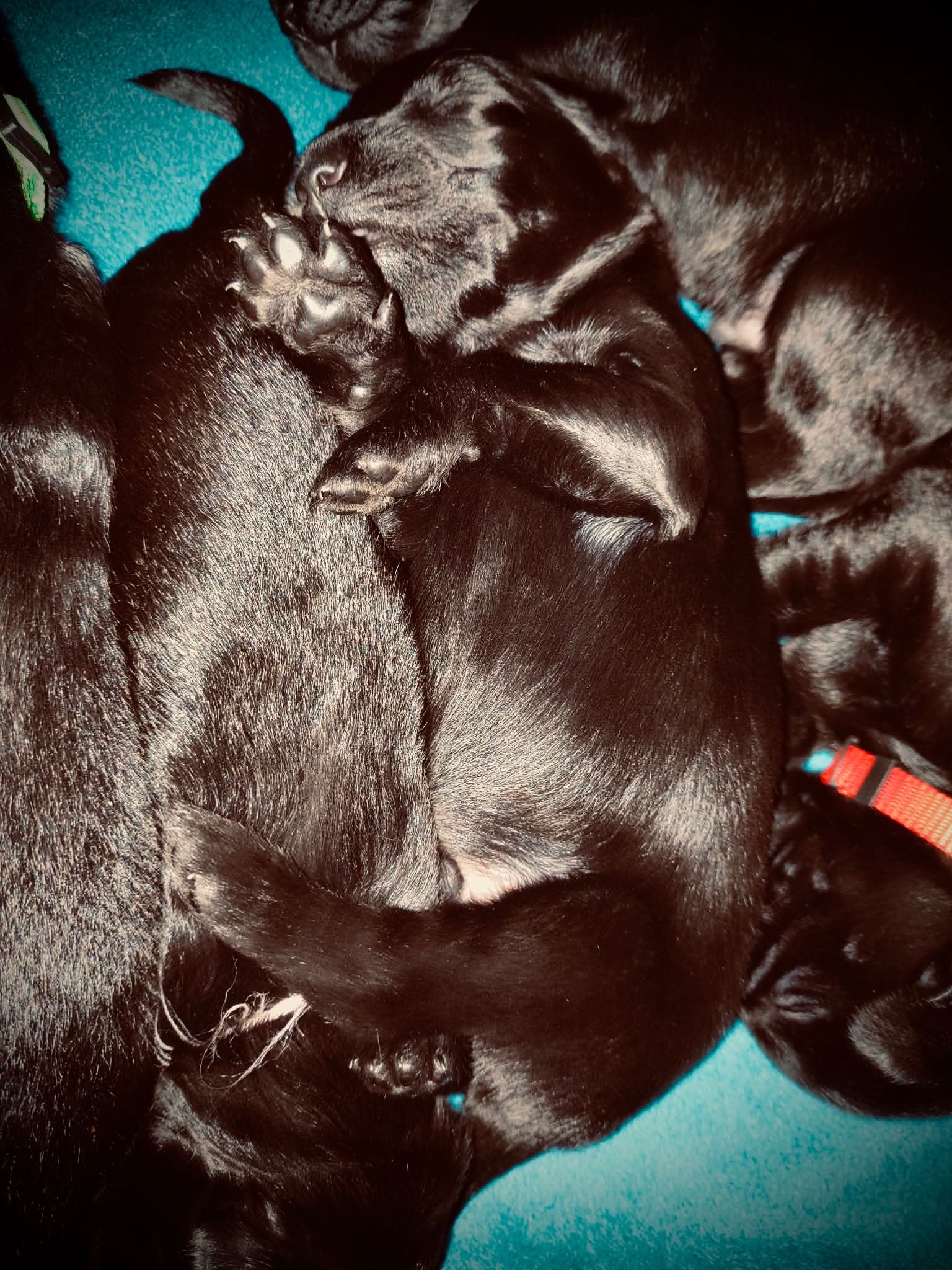 Help Kenn & Pets Stay Warm and Housed campaign photo, 5 of 8