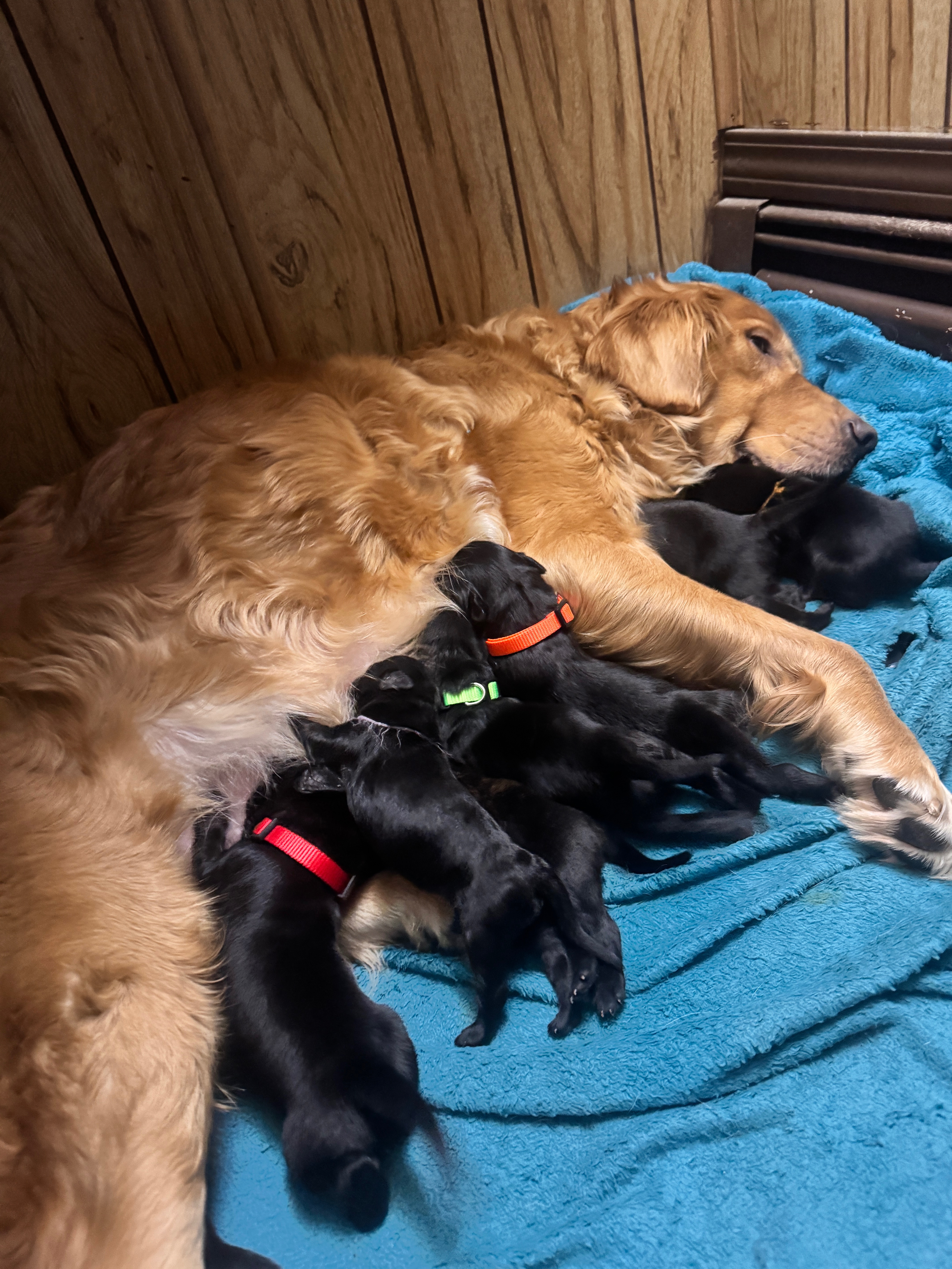 Help Kenn & Pets Stay Warm and Housed campaign photo, 6 of 8