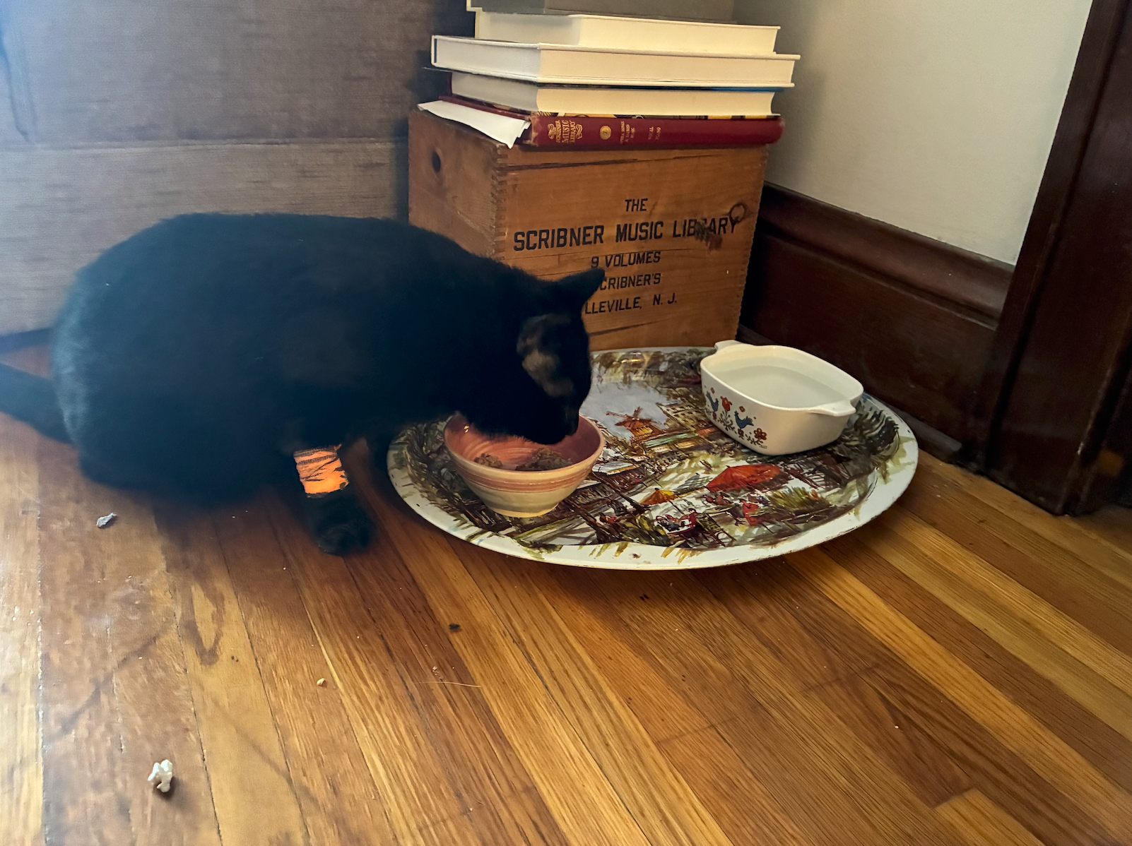 Help Michaela pay for Bruce’s emergency vet visit campaign photo, 2 of 5