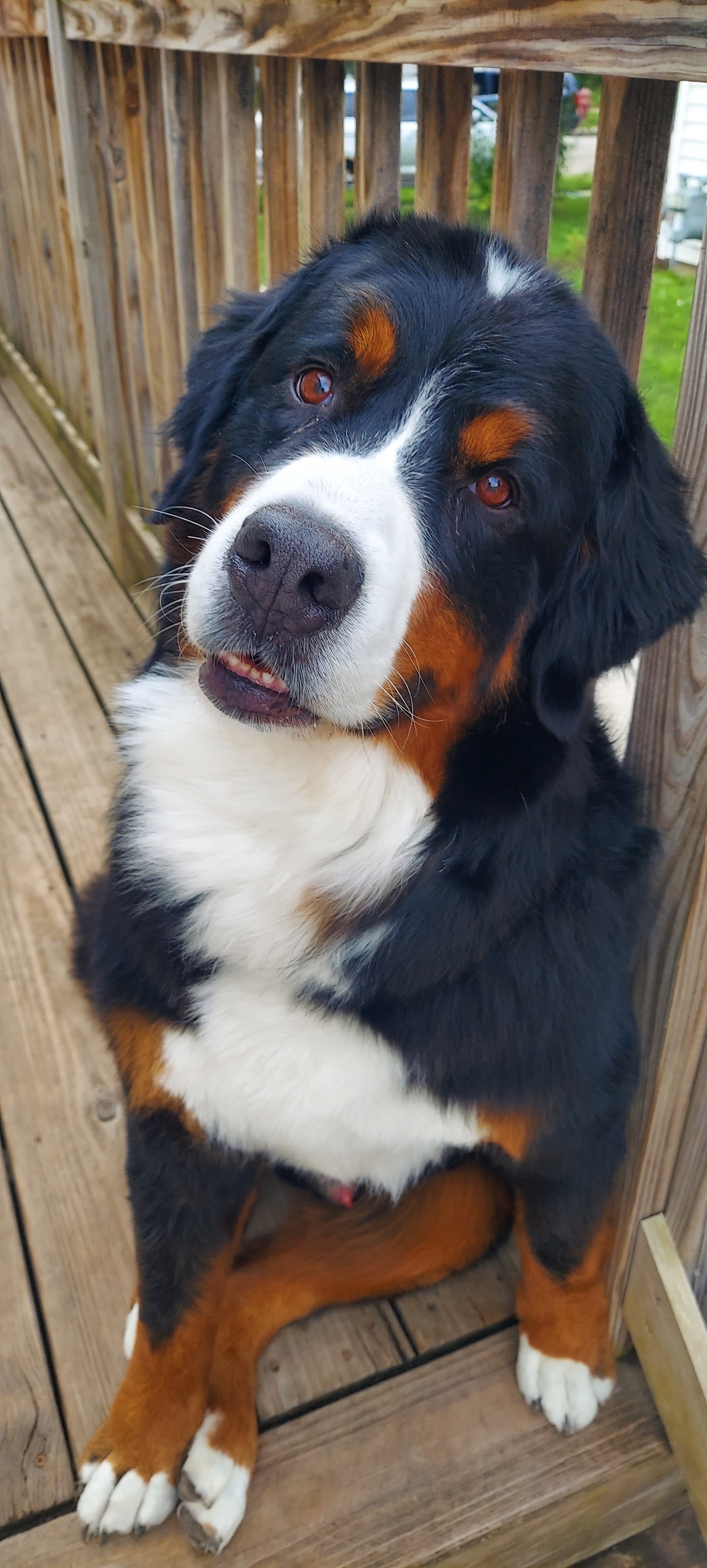 Help Oliver Get the Surgery He Needs campaign photo, 6 of 7