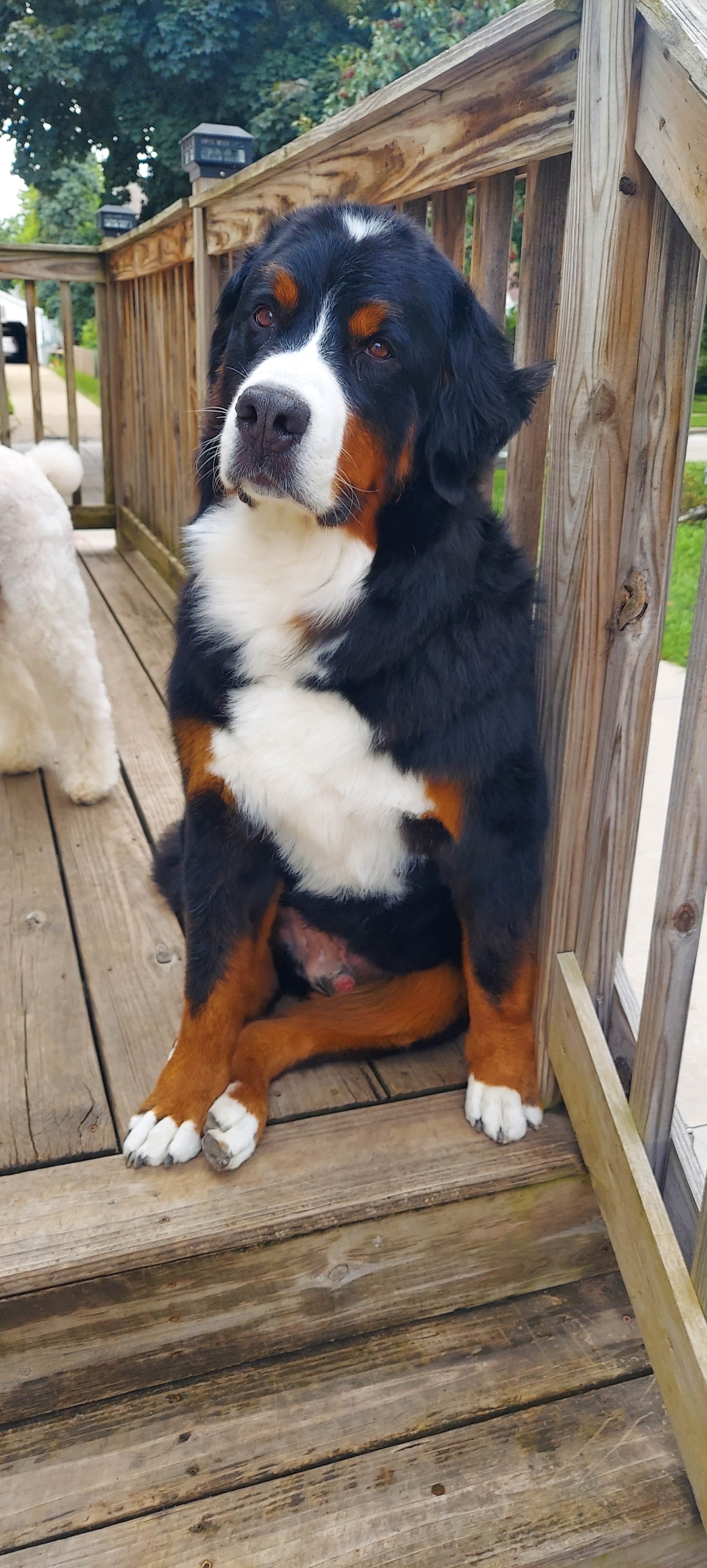 Help Oliver Get the Surgery He Needs campaign photo, 2 of 7