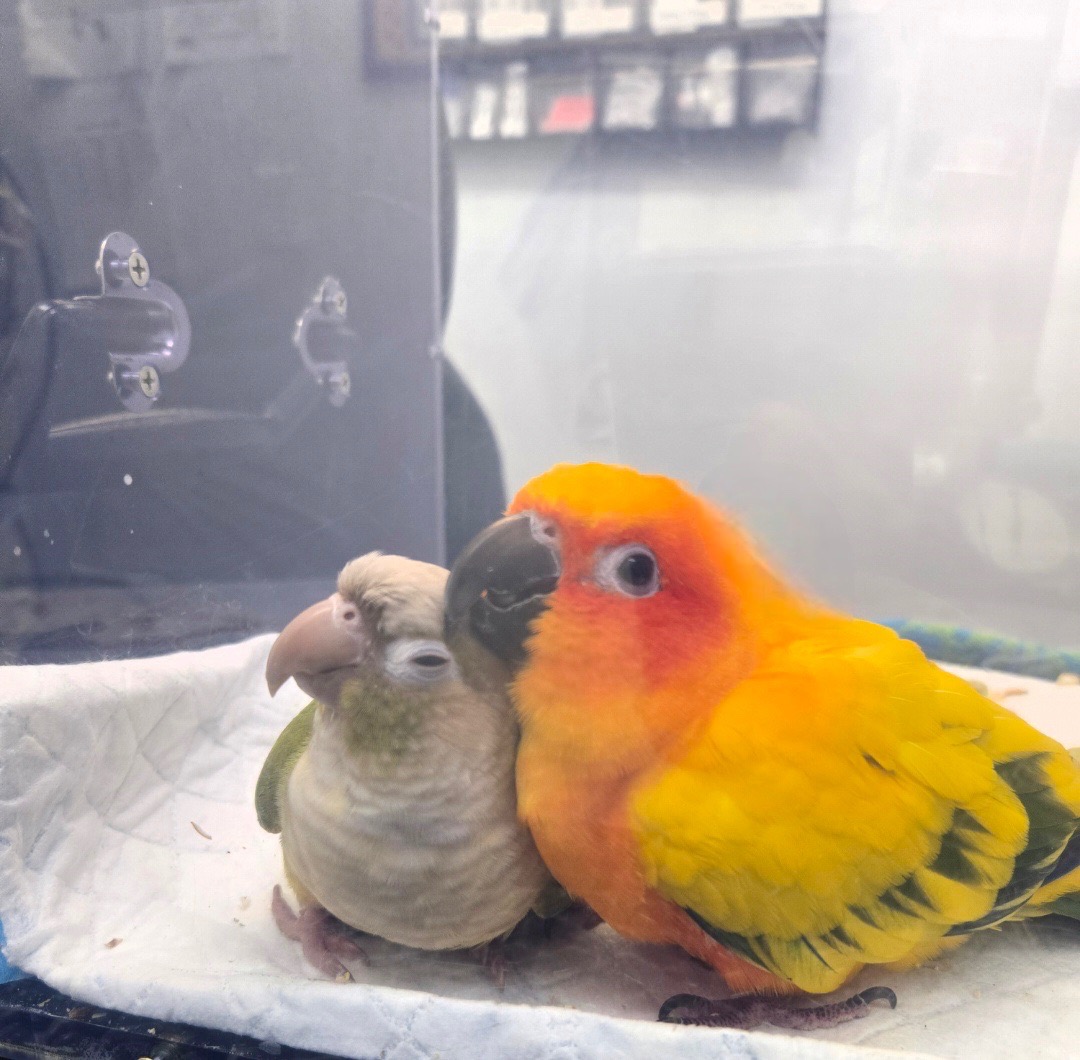 Give Joannalie’s Birds a Fighting Chance campaign photo, 4 of 5