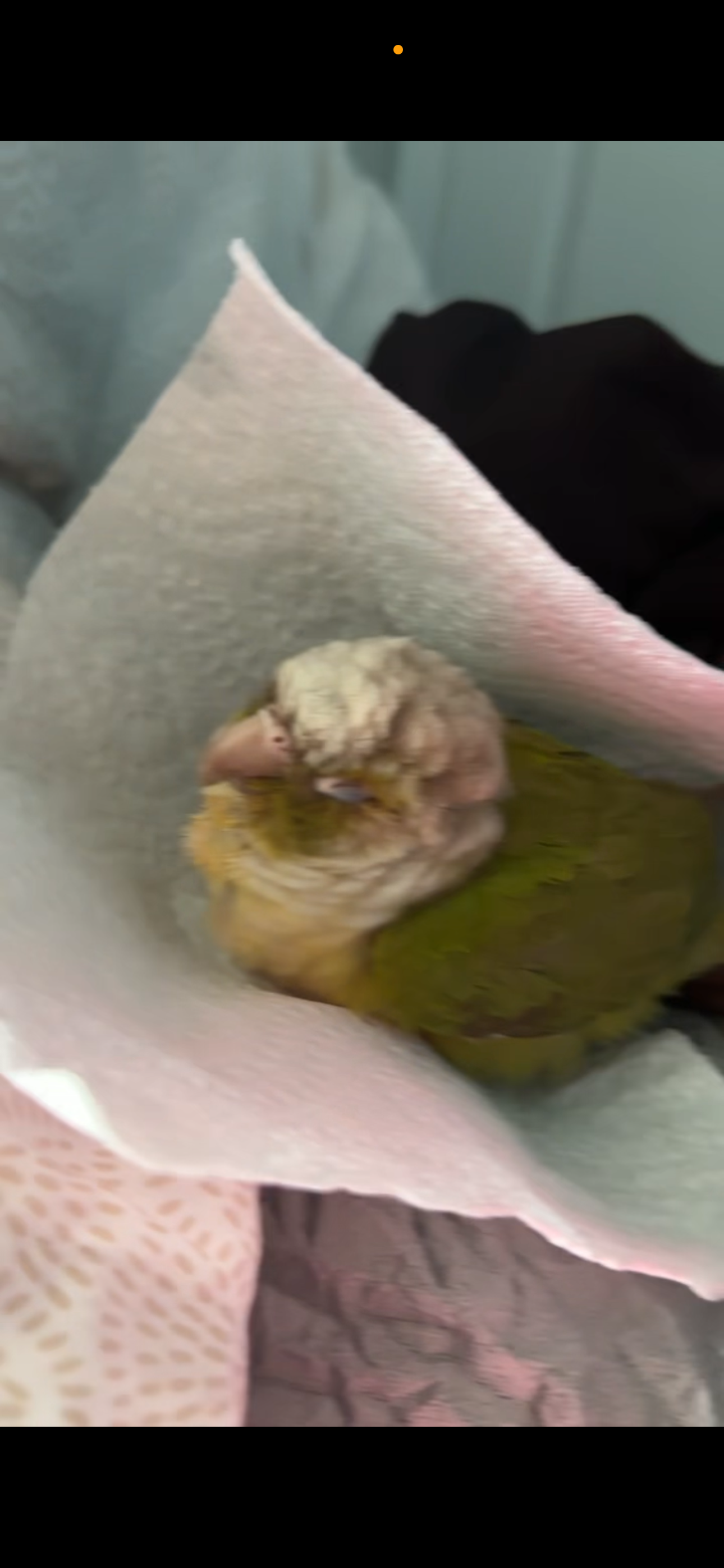 Give Joannalie’s Birds a Fighting Chance campaign photo, 2 of 5