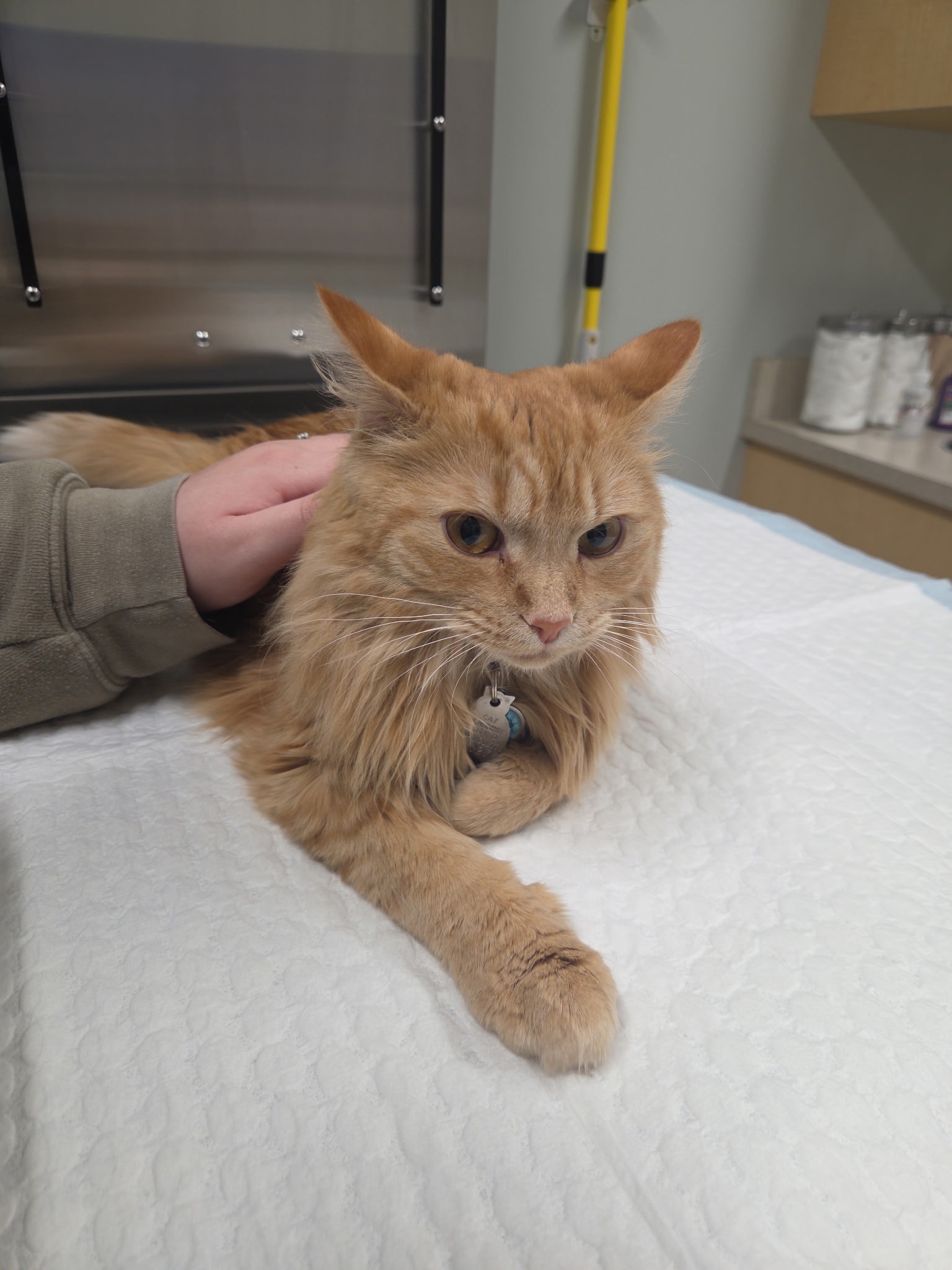 Support for Amren's Surgery Costs campaign photo, 2 of 5