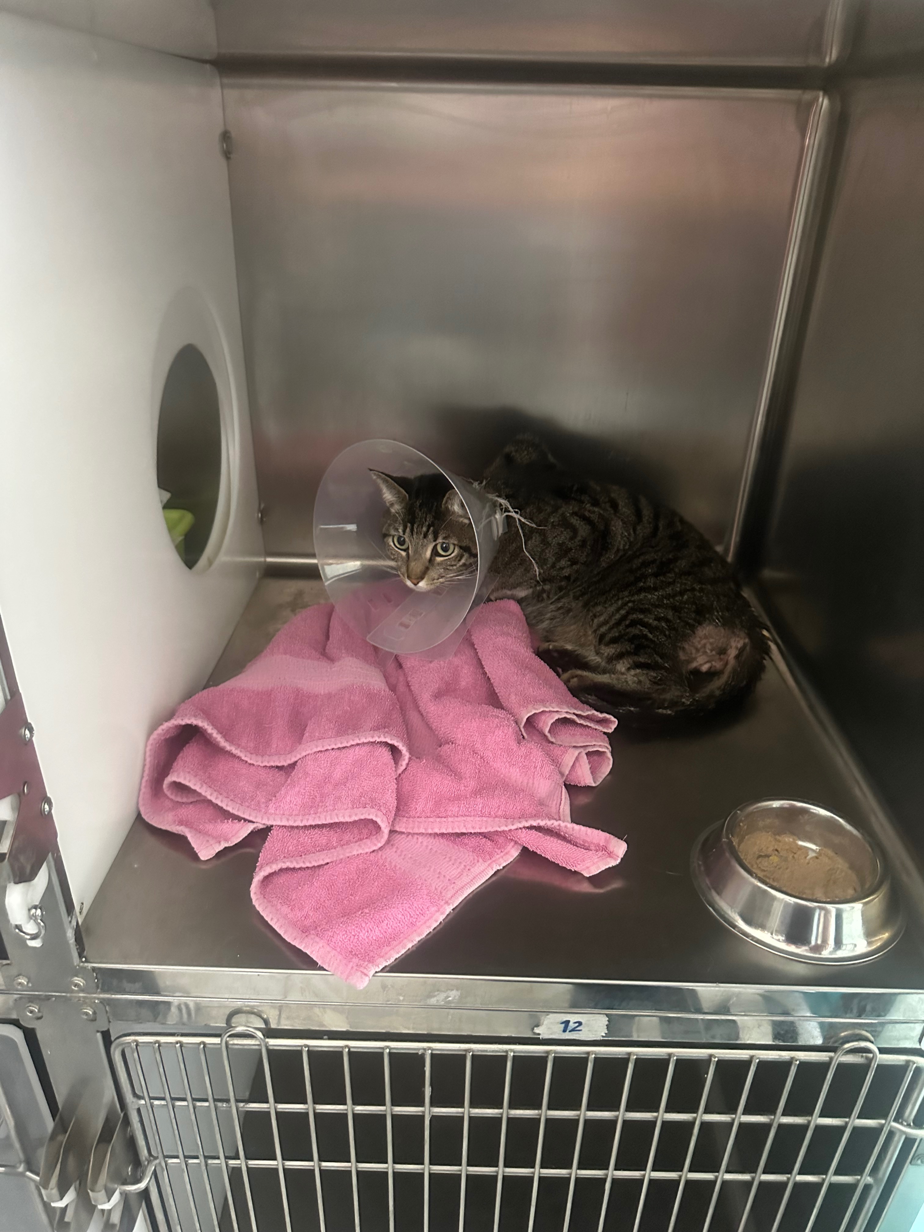 Support Jack’s Lifesaving Surgery and Ongoing Care campaign photo, 5 of 6