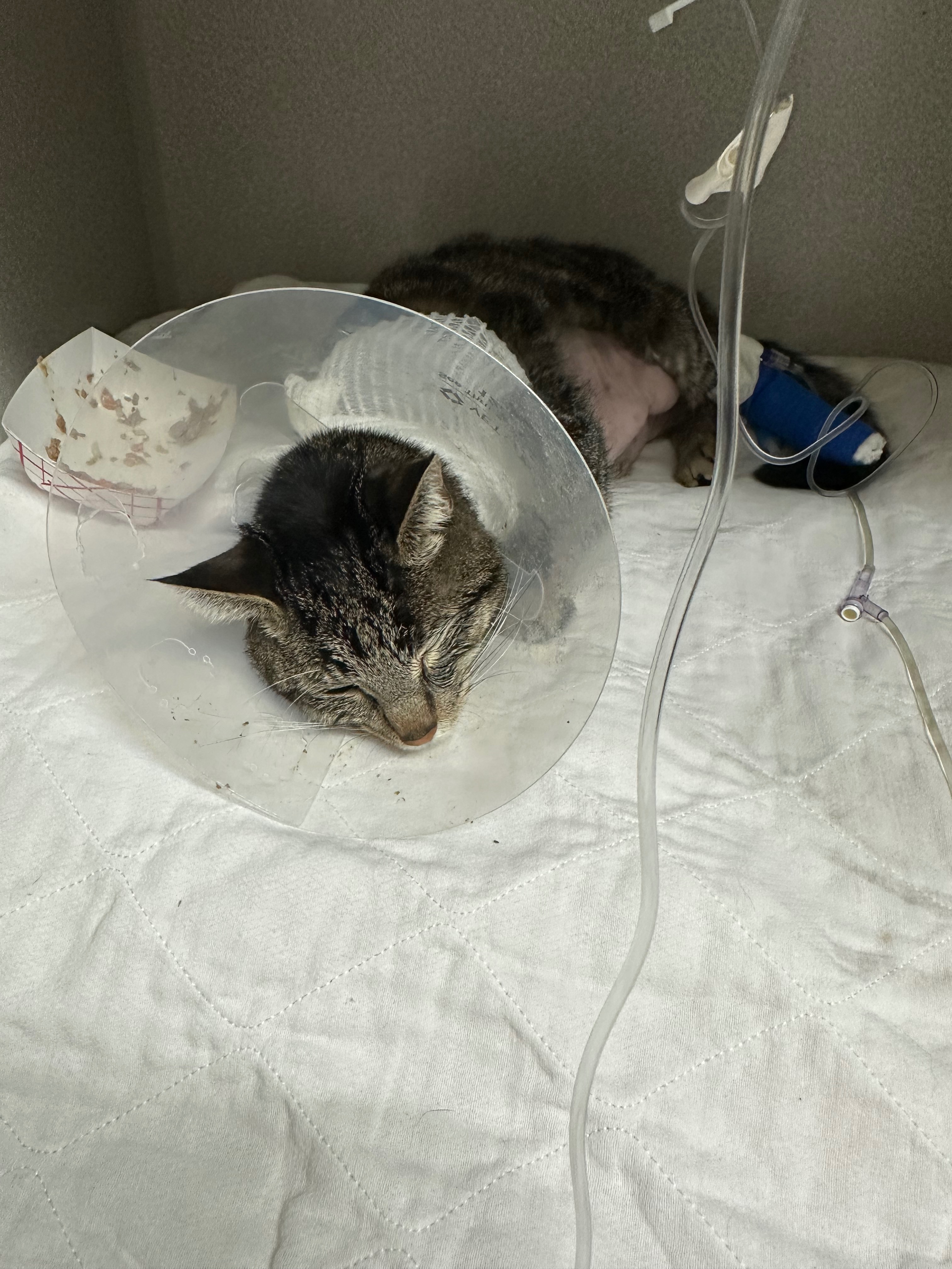 Support Jack’s Lifesaving Surgery and Ongoing Care campaign photo, 2 of 6