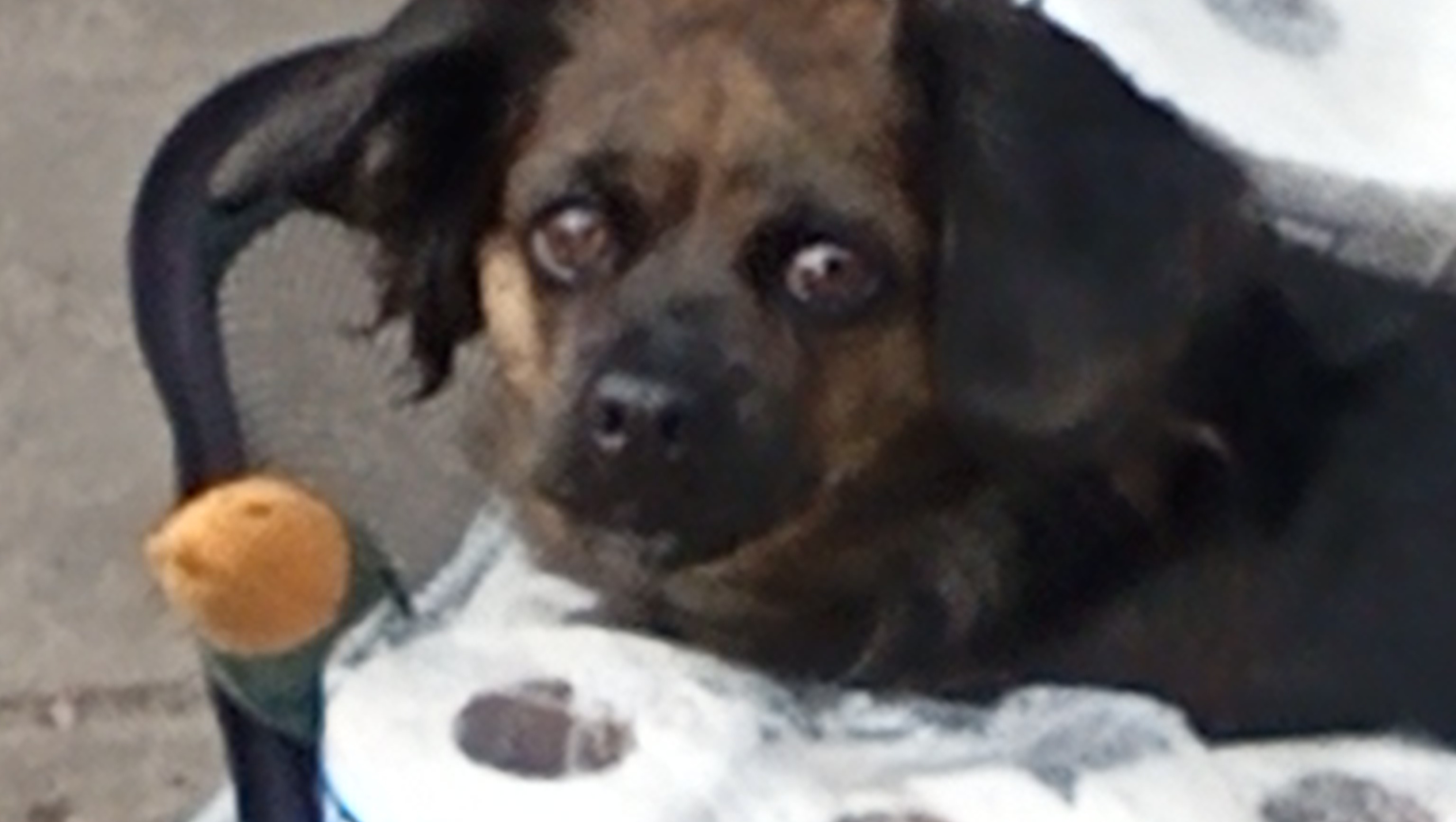 Help Roxxi & Sammi Have a Safe Christmas pinned link photo