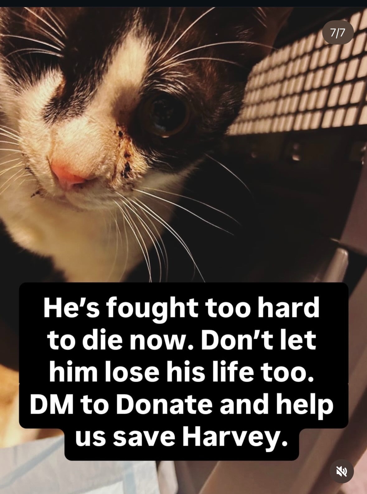 Help Harvey, the tripawed rescue cat, get emergency surgery campaign photo, 7 of 8