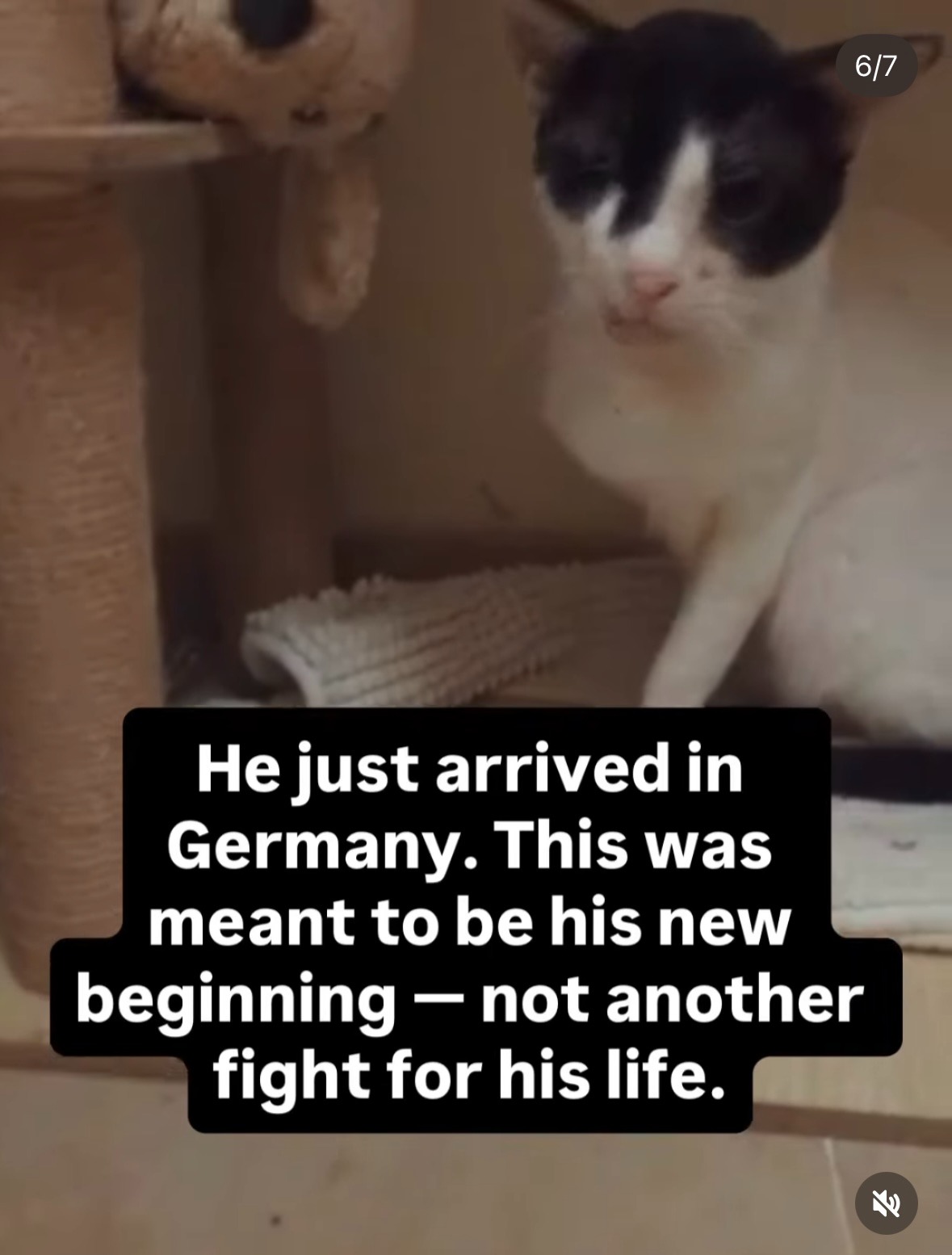 Help Harvey, the tripawed rescue cat, get emergency surgery campaign photo, 2 of 8