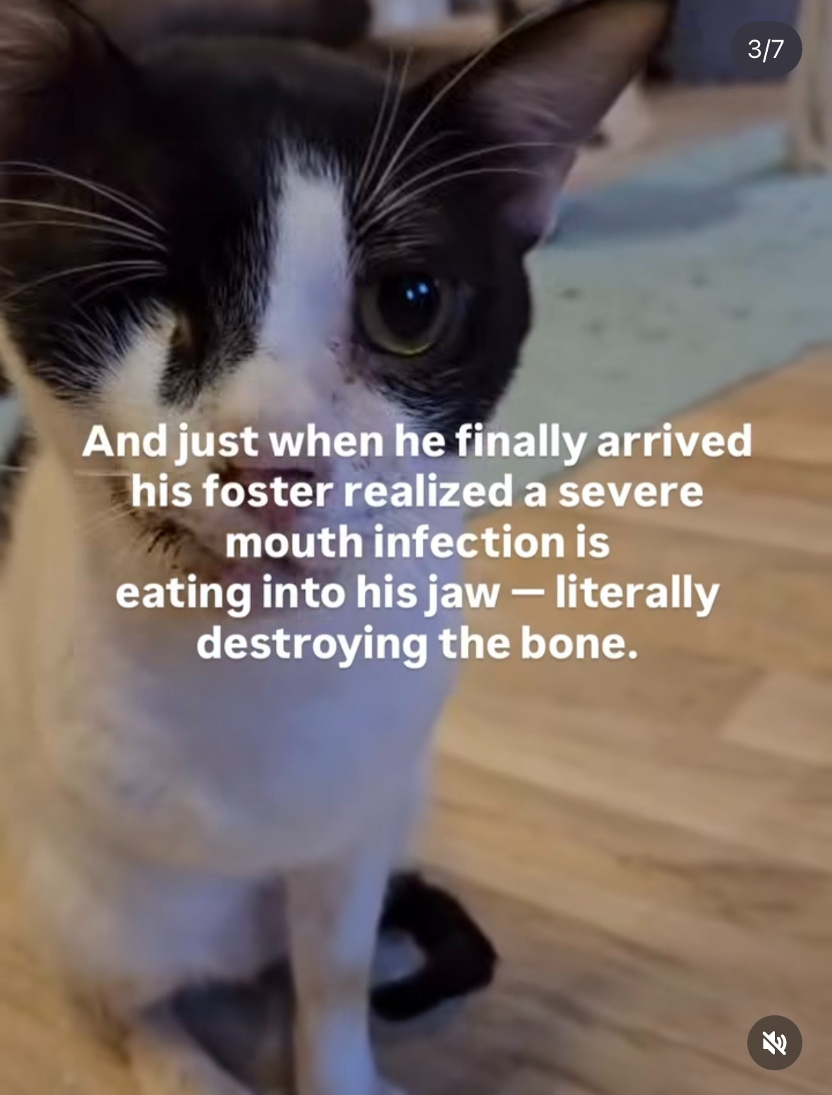 Help Harvey, the tripawed rescue cat, get emergency surgery campaign photo, 4 of 8
