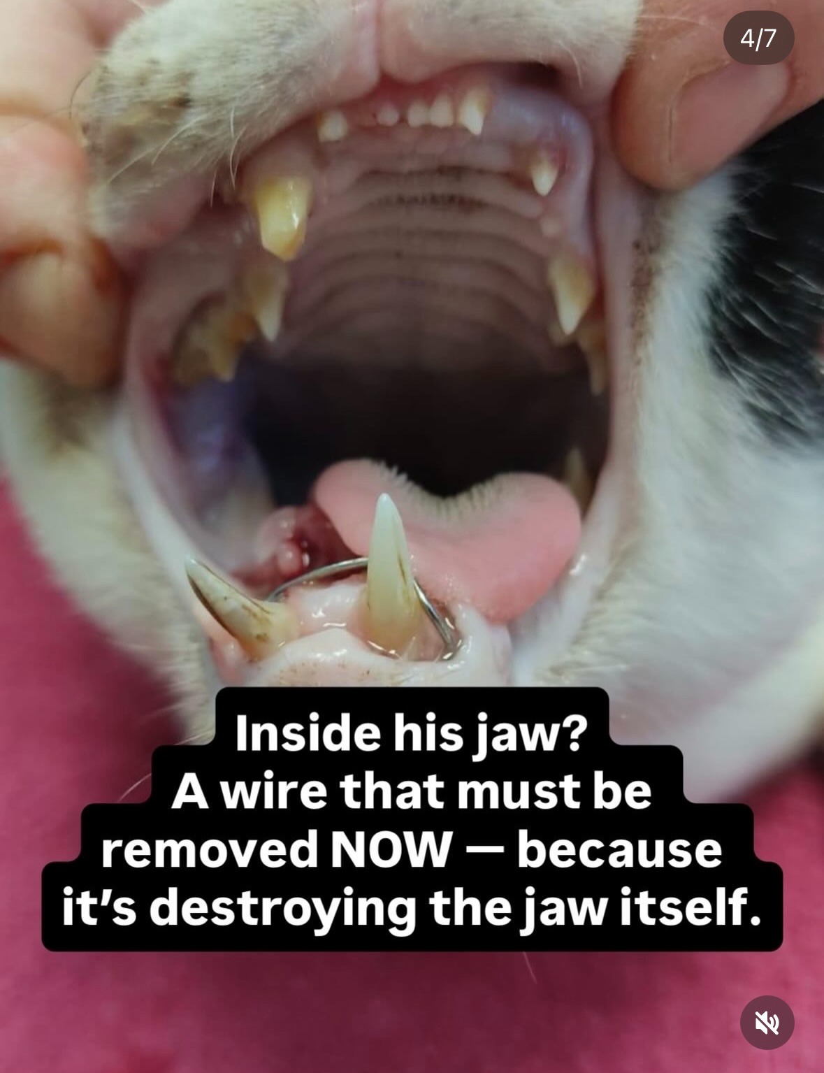 Help Harvey, the tripawed rescue cat, get emergency surgery campaign photo, 5 of 8