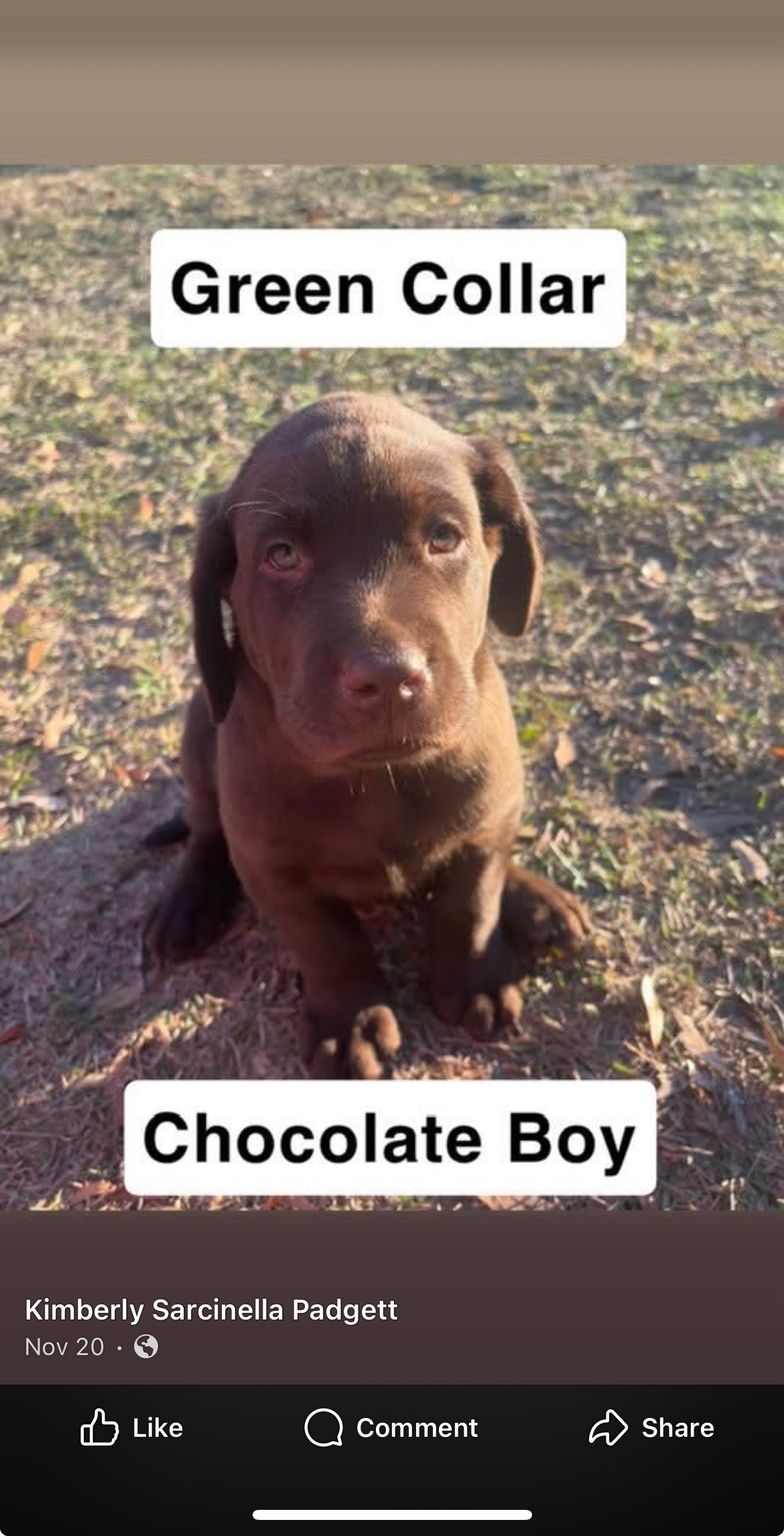 Support Will's Service Dog Training Journey campaign photo, 7 of 8