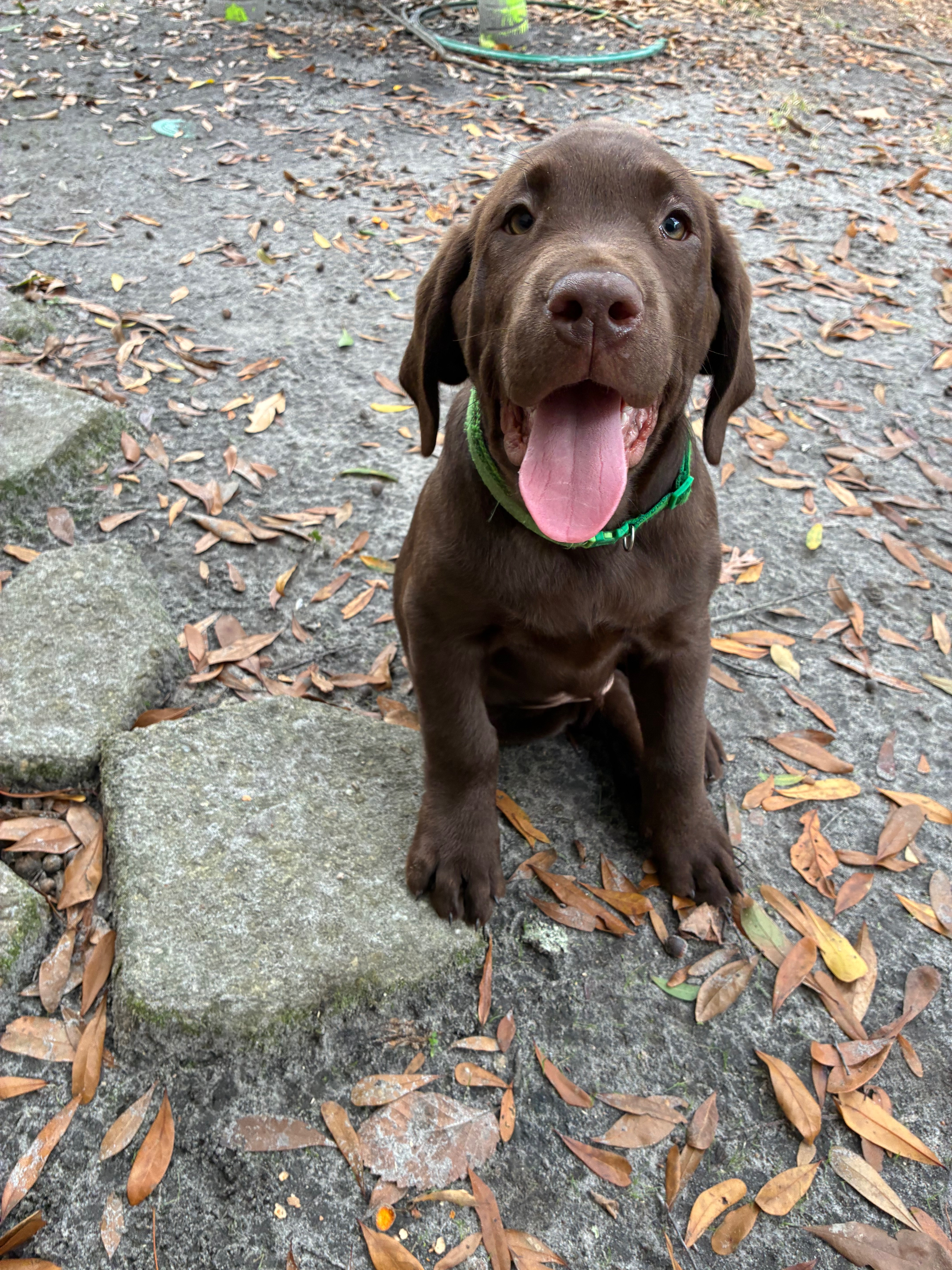 Support Will's Service Dog Training Journey campaign photo, 2 of 8