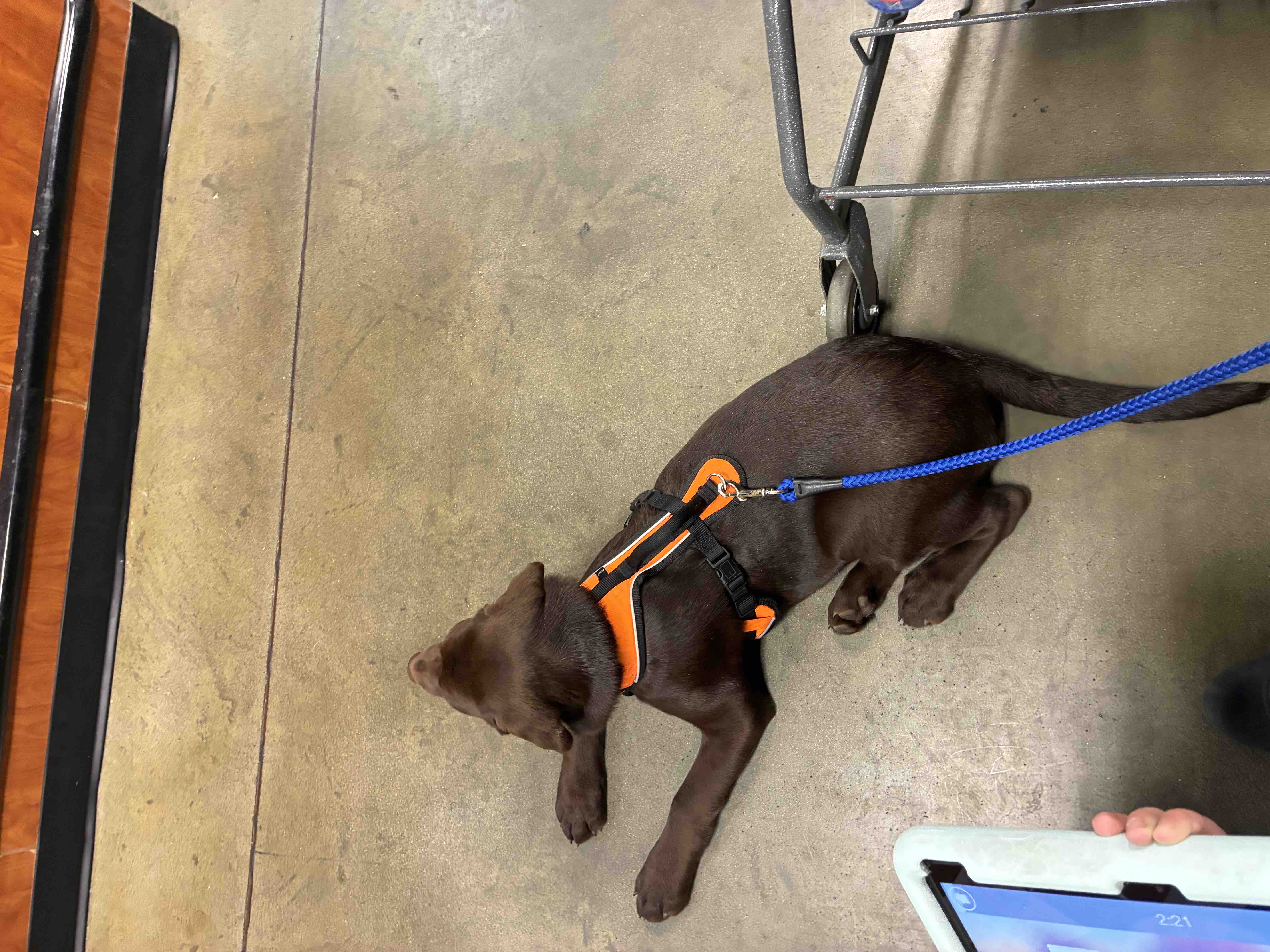 Support Will's Service Dog Training Journey campaign photo, 6 of 8