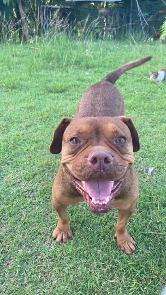Help Brownie Heal After Hit-and-Run Accident campaign photo, 7 of 8
