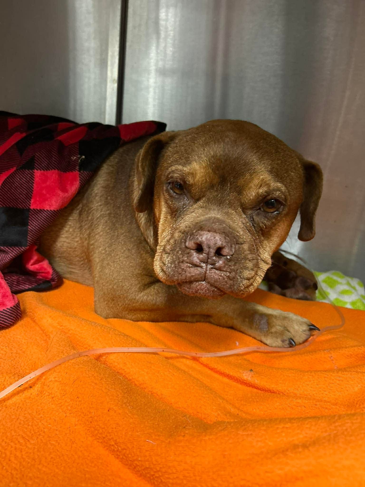 Help Brownie Heal After Hit-and-Run Accident campaign photo, 2 of 8