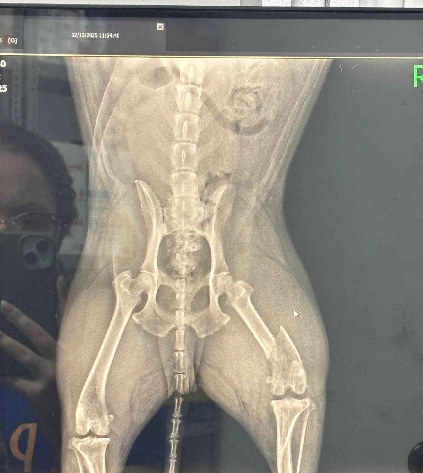 Help Brownie Heal After Hit-and-Run Accident campaign photo, 4 of 8