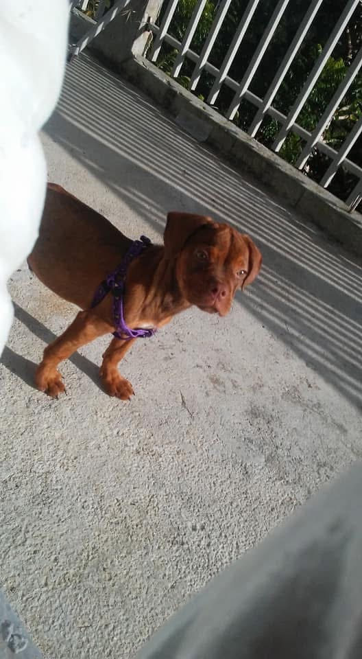 Help Brownie Heal After Hit-and-Run Accident campaign photo, 5 of 8