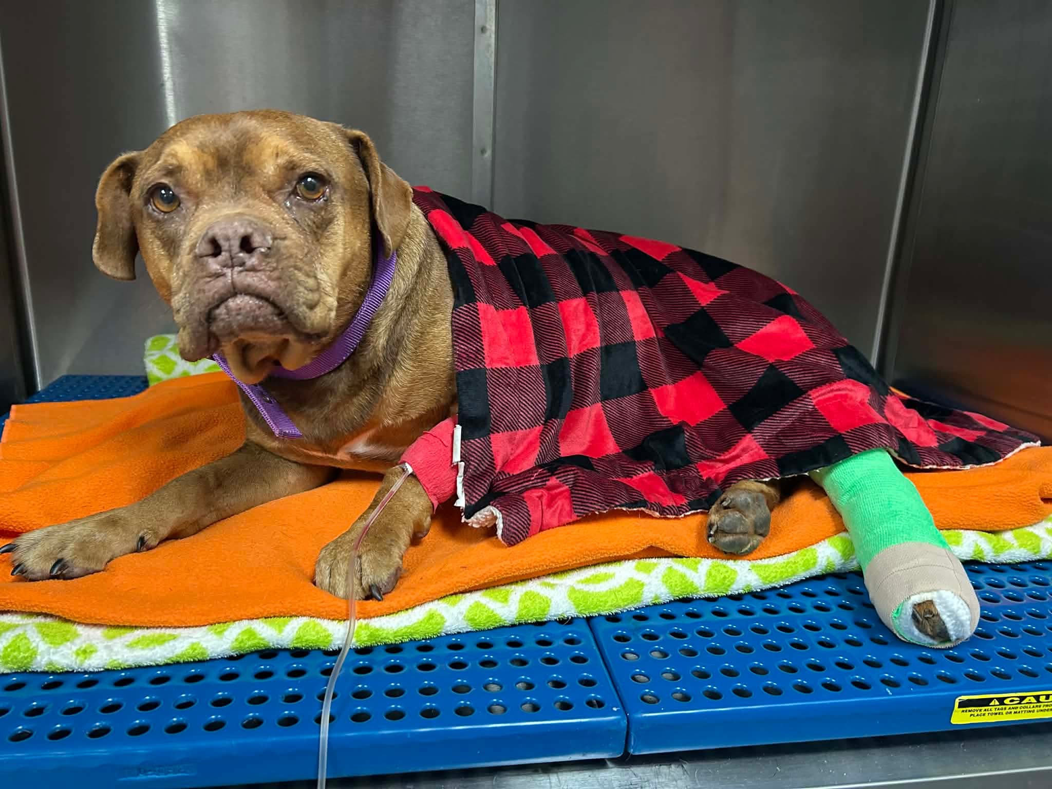 Help Brownie Heal After Hit-and-Run Accident campaign photo, 6 of 8
