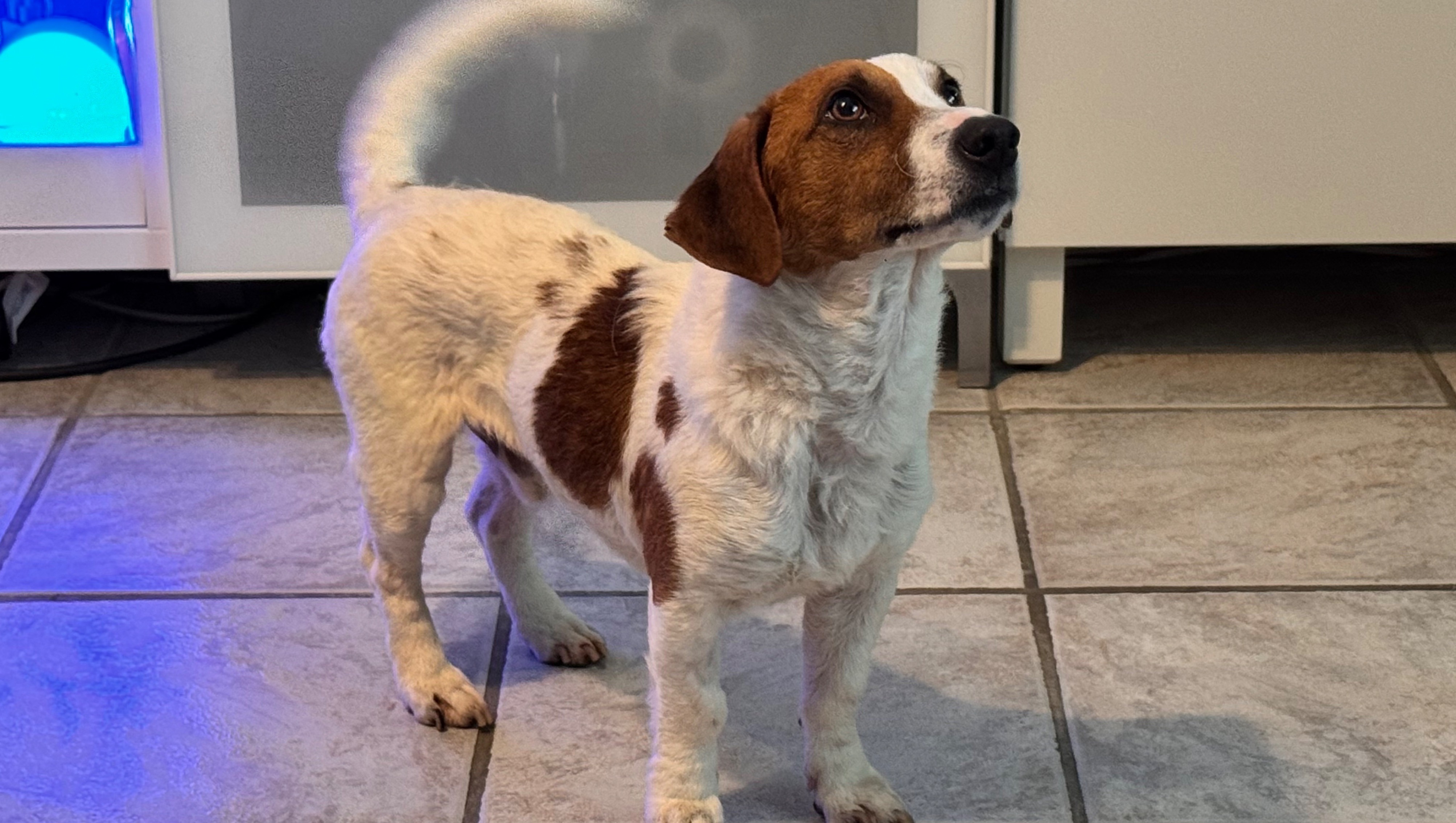 Fundraiser by Stefan Tembrink : Unser Yato braucht Hilfe, image size:4014x2268