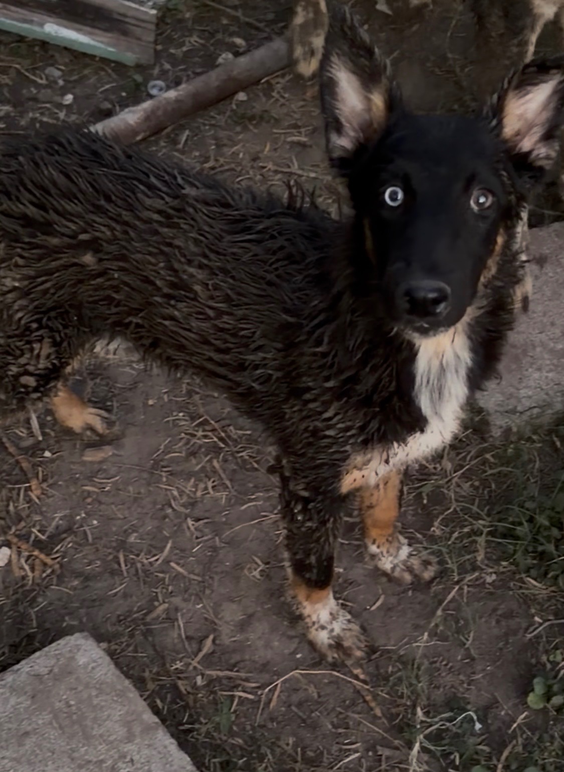 Help Save 27 Dogs from Euthanasia in Edcouch, TX campaign photo, 7 of 8