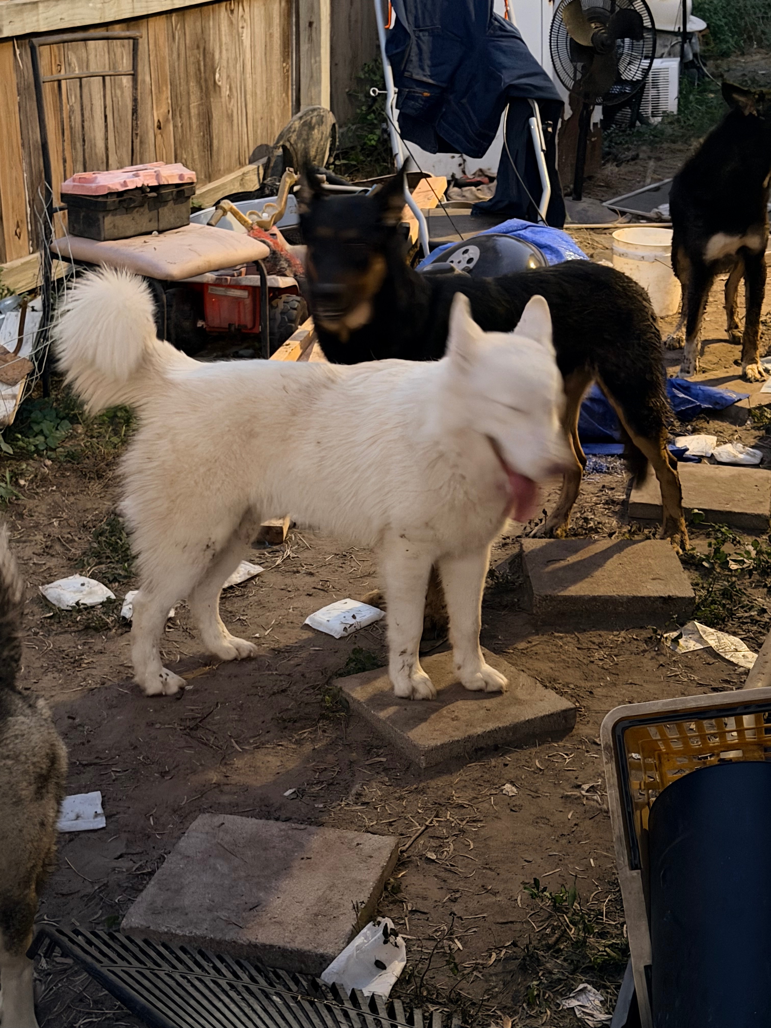 Help Save 27 Dogs from Euthanasia in Edcouch, TX campaign photo, 2 of 8