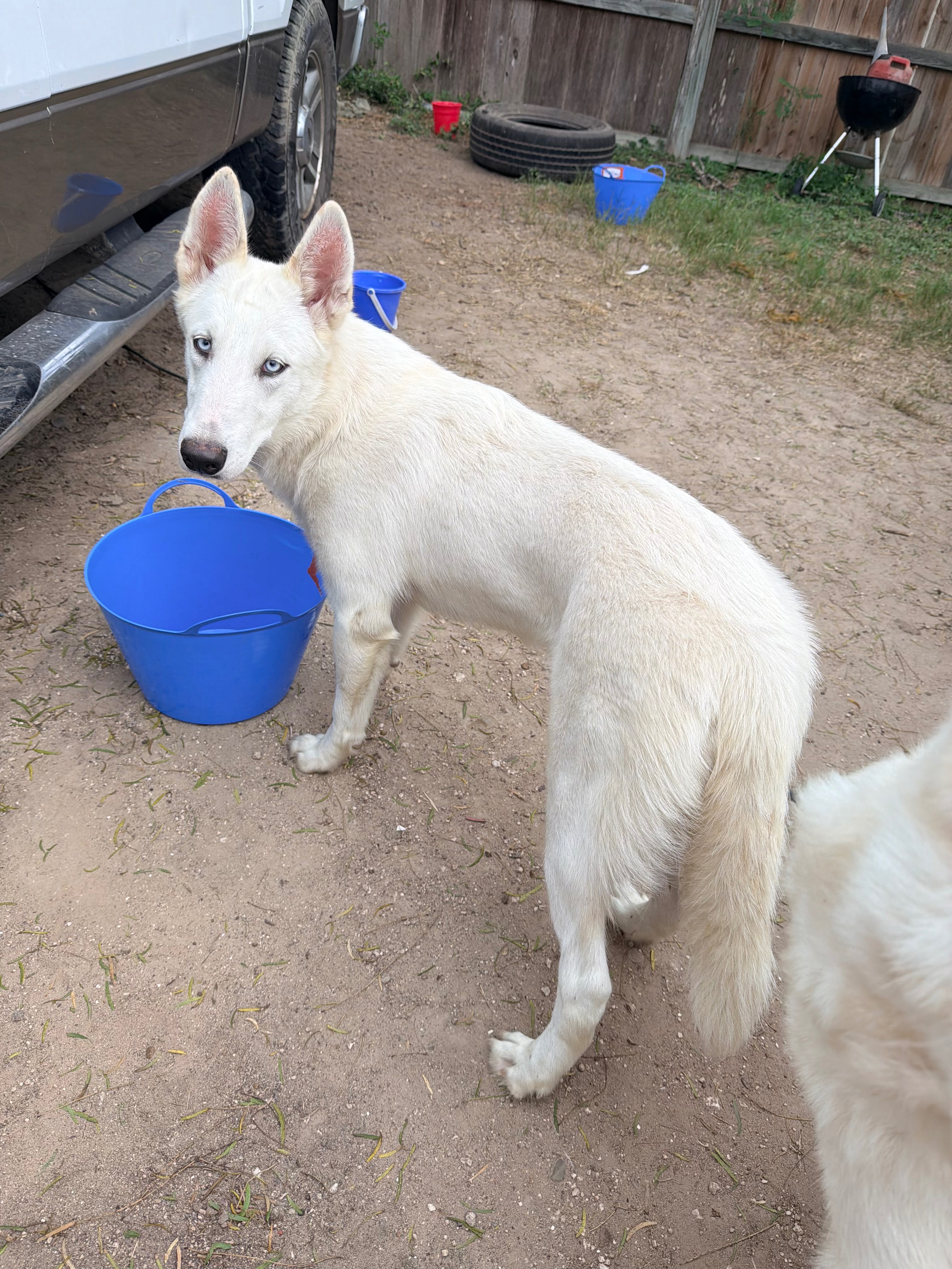 Help Save 27 Dogs from Euthanasia in Edcouch, TX campaign photo, 4 of 8