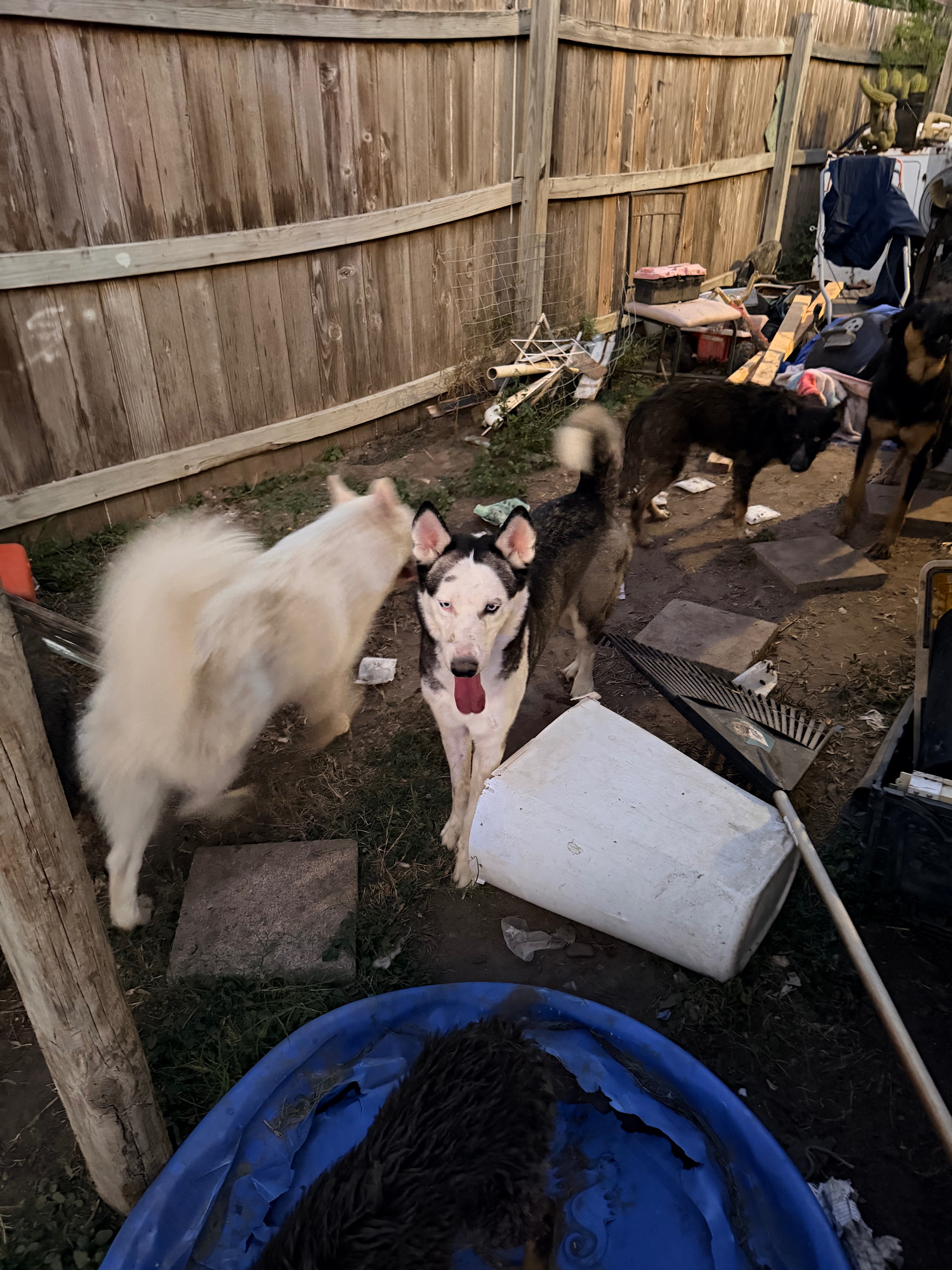 Help Save 27 Dogs from Euthanasia in Edcouch, TX campaign photo, 5 of 8