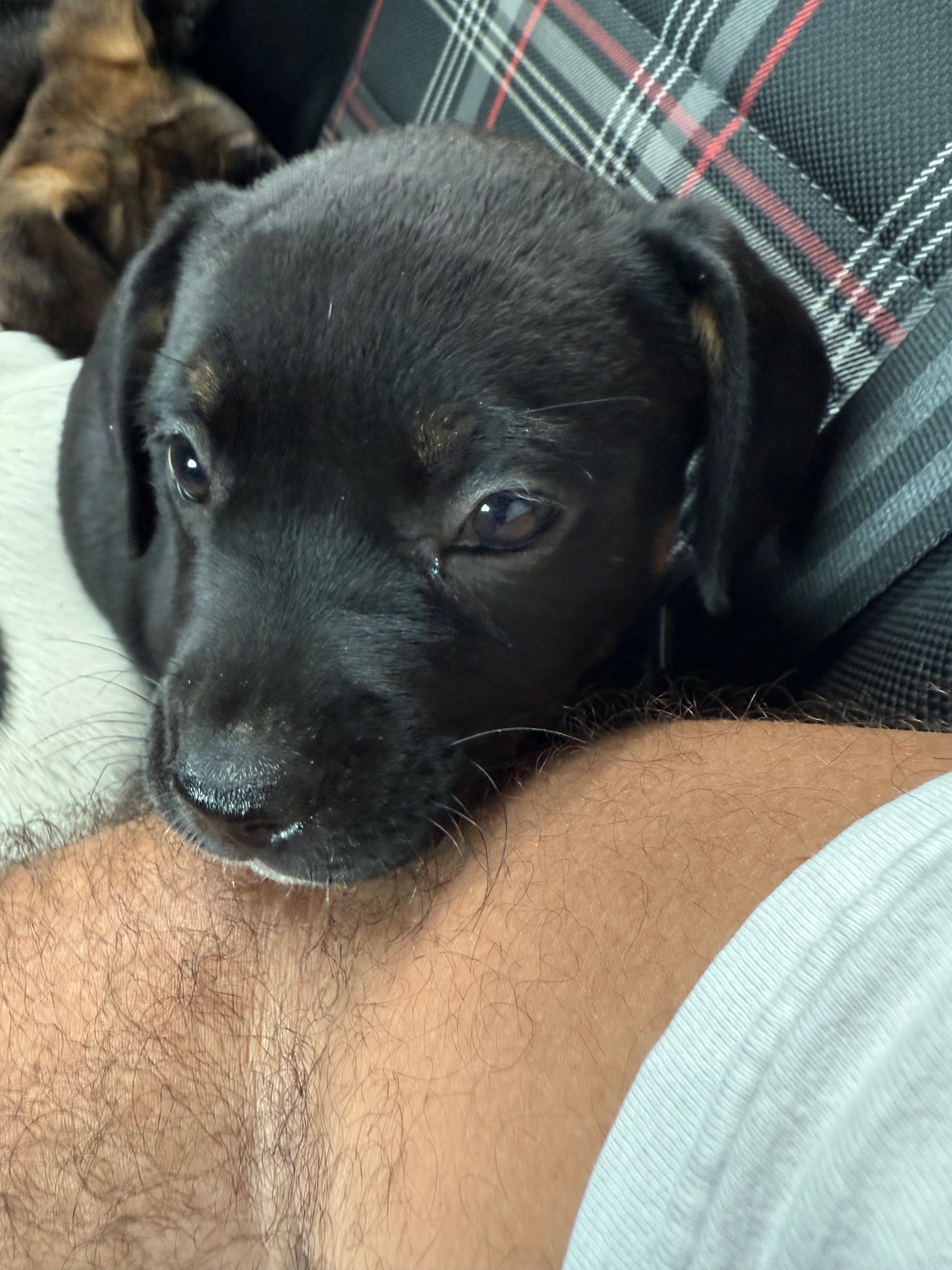 Help These Abandoned Puppies Get a Second Chance campaign photo, 2 of 6