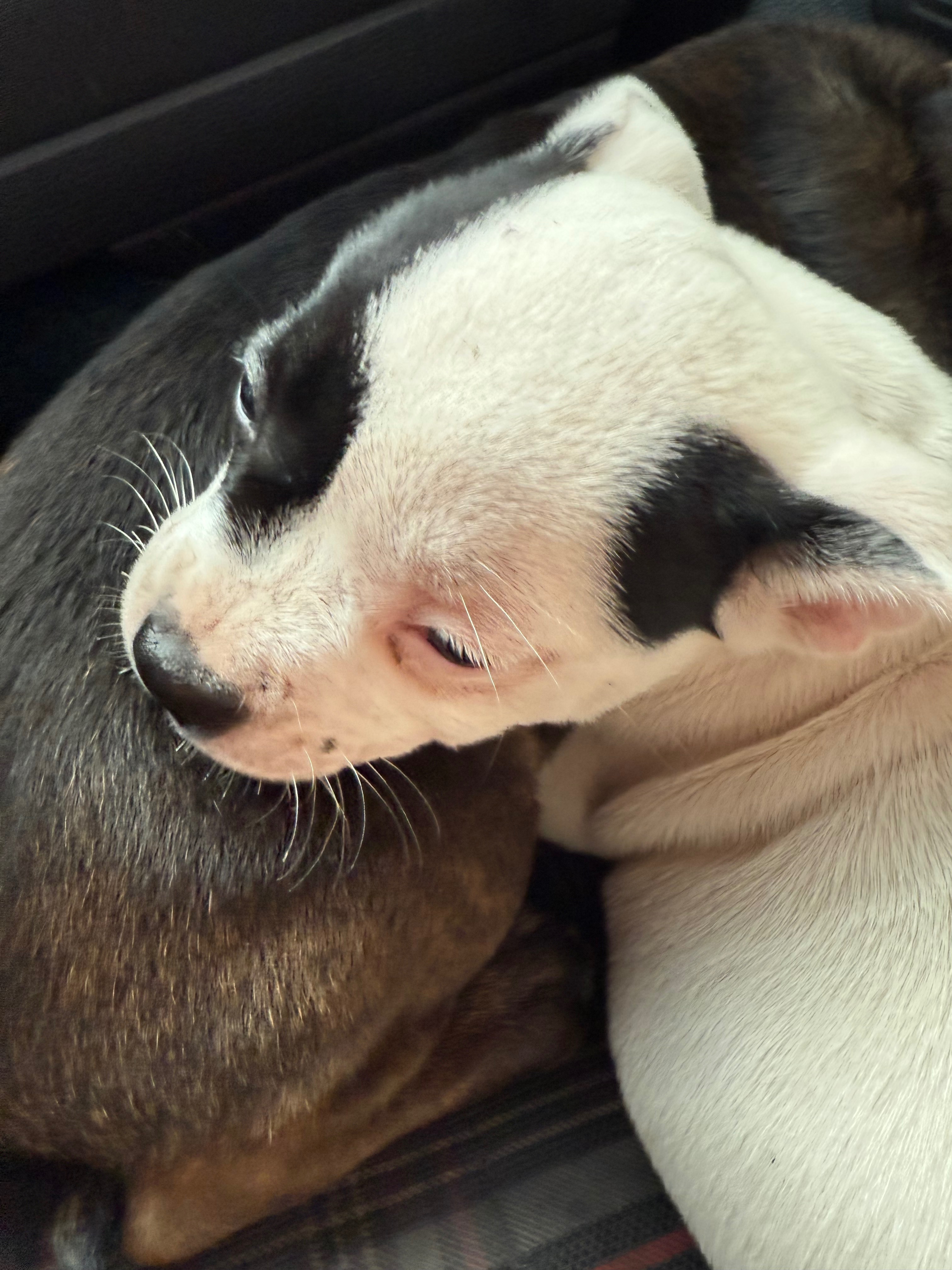 Help These Abandoned Puppies Get a Second Chance campaign photo, 5 of 6