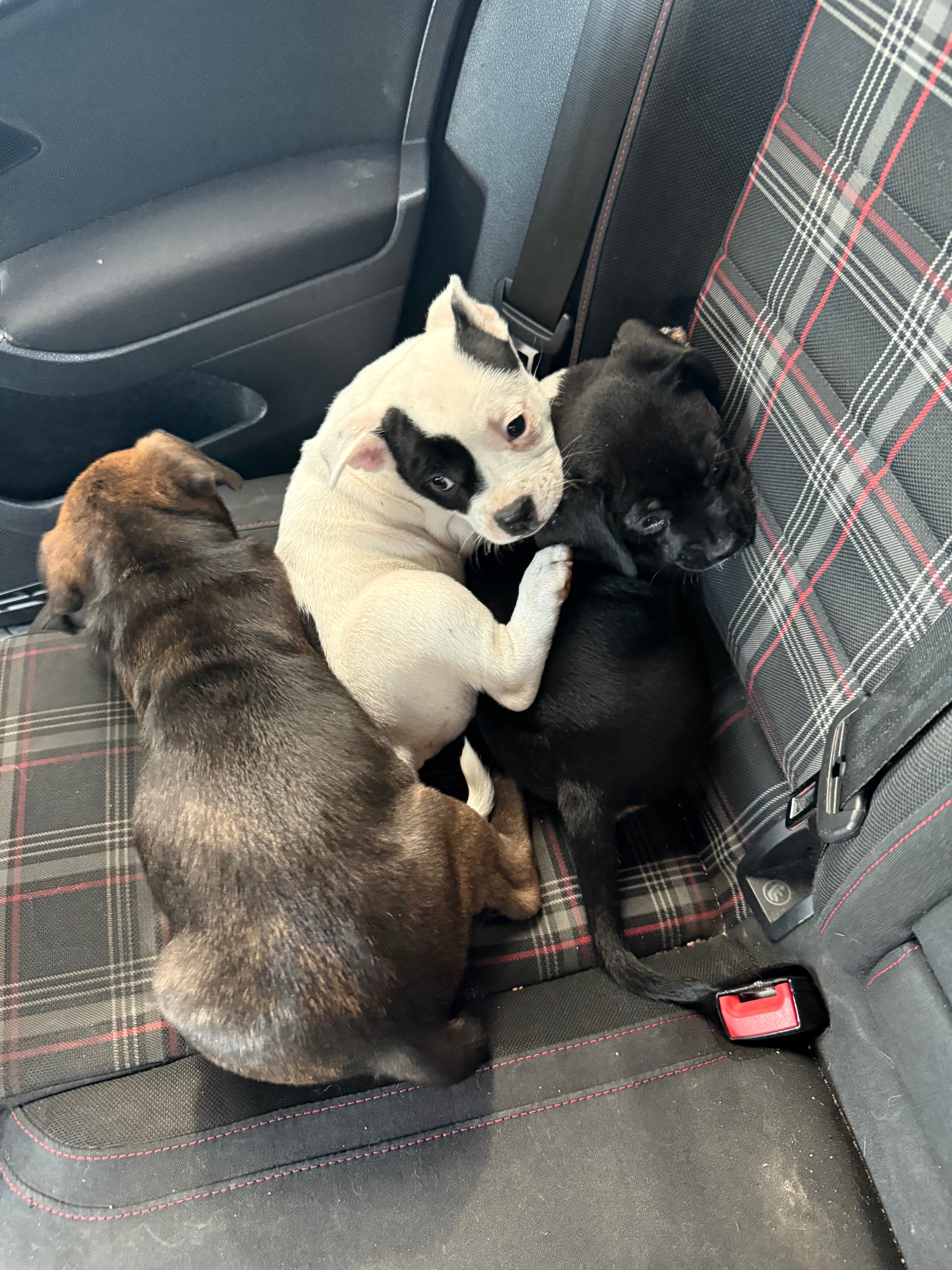 Help These Abandoned Puppies Get a Second Chance campaign photo, 4 of 6