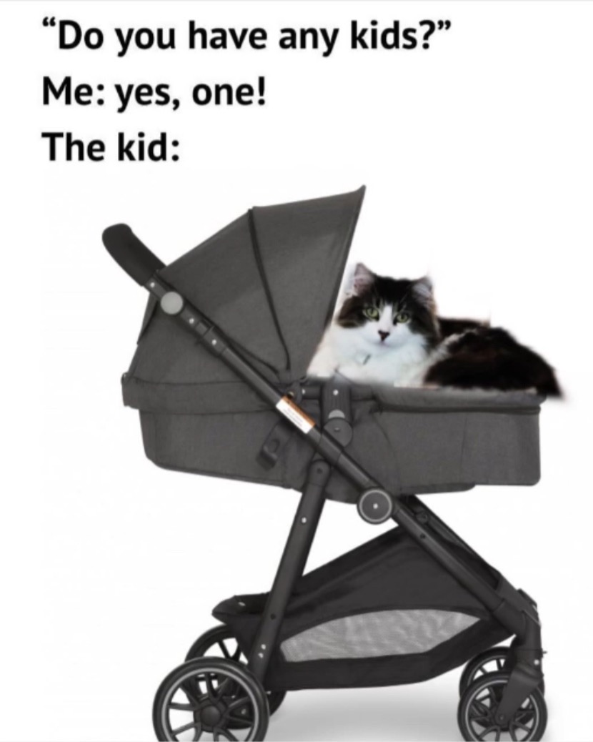 Support Lyric's Recovery and Enjoy Cat Songs! campaign photo, 7 of 8