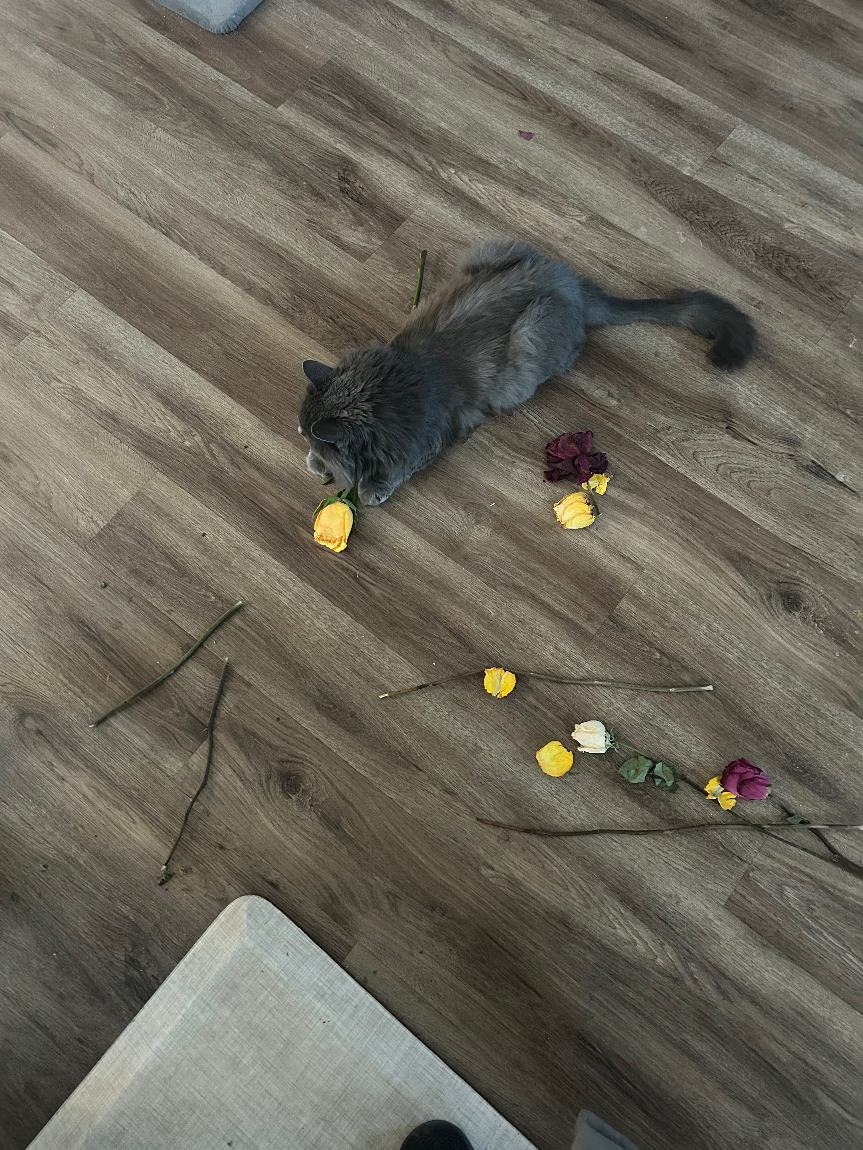 Help Squeaky Get Life-Saving Surgery campaign photo, 2 of 4