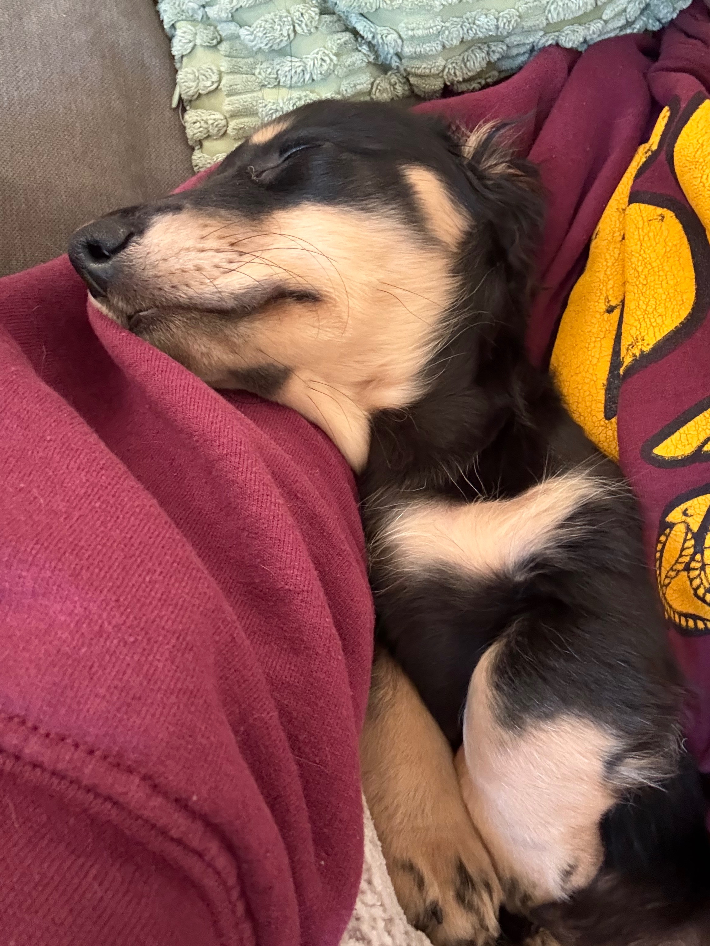 Help Moose Recover: Support Our Puppy’s Care campaign photo, 7 of 8