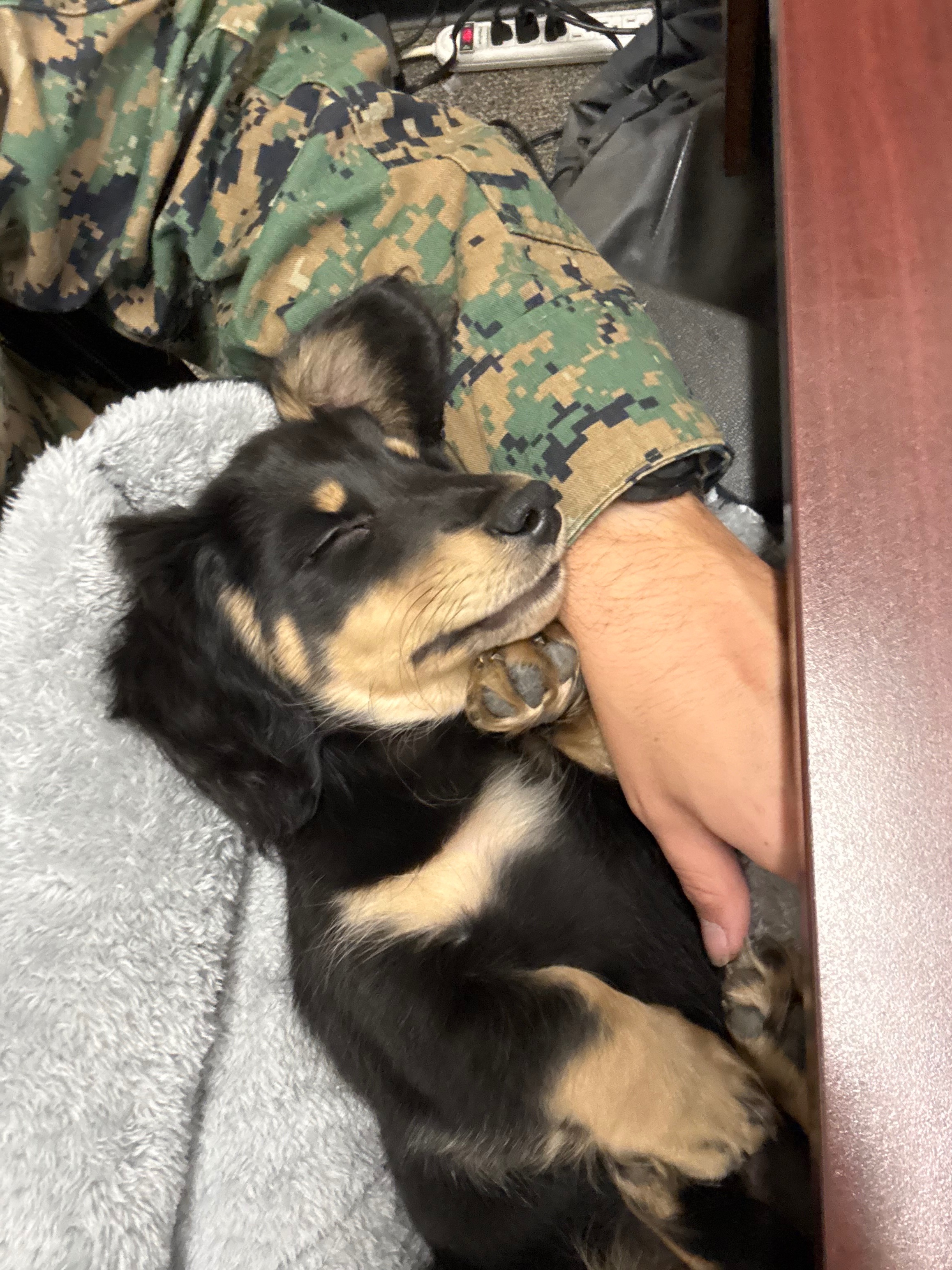 Help Moose Recover: Support Our Puppy’s Care campaign photo, 2 of 8