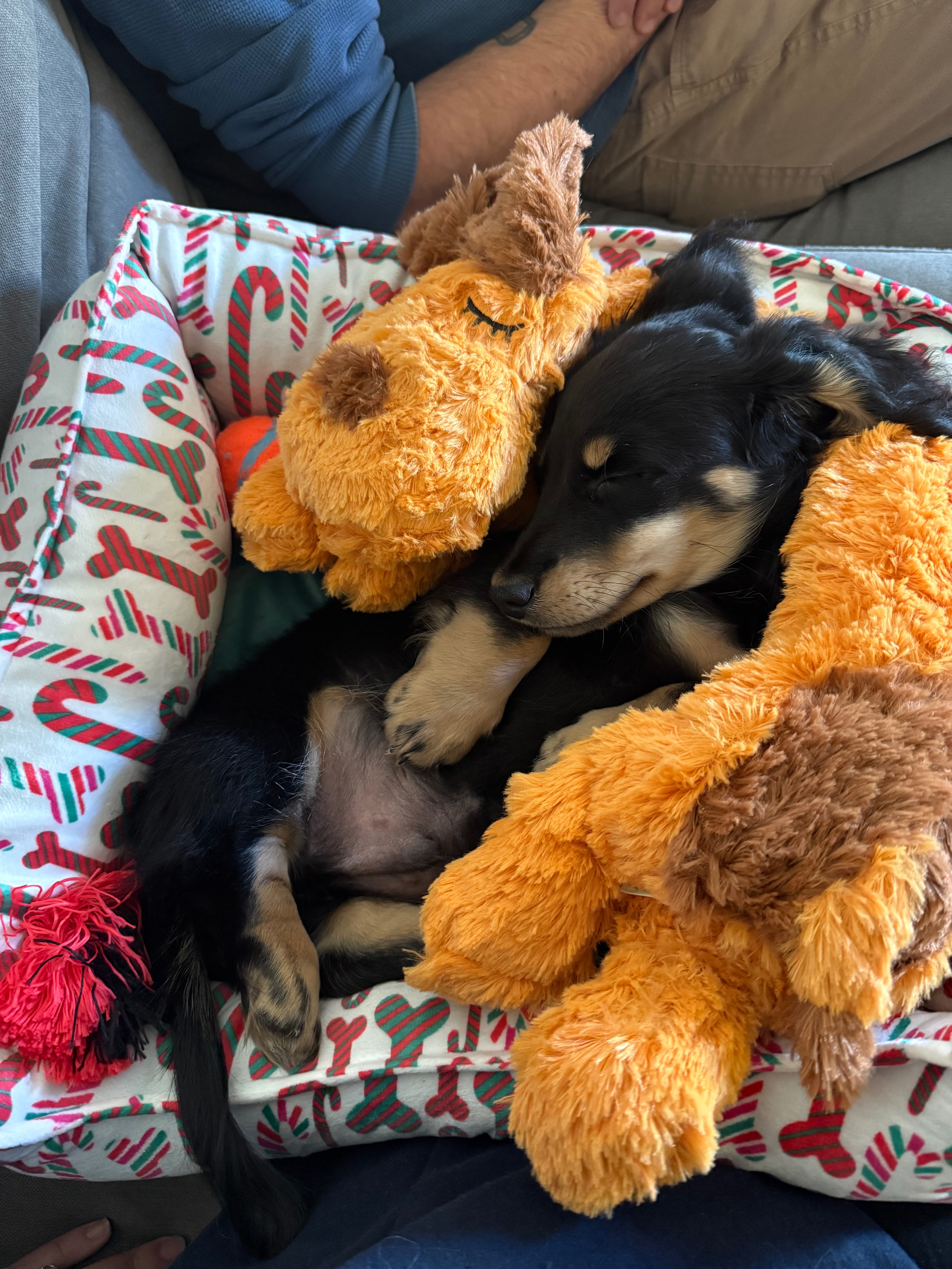 Help Moose Recover: Support Our Puppy’s Care campaign photo, 5 of 8