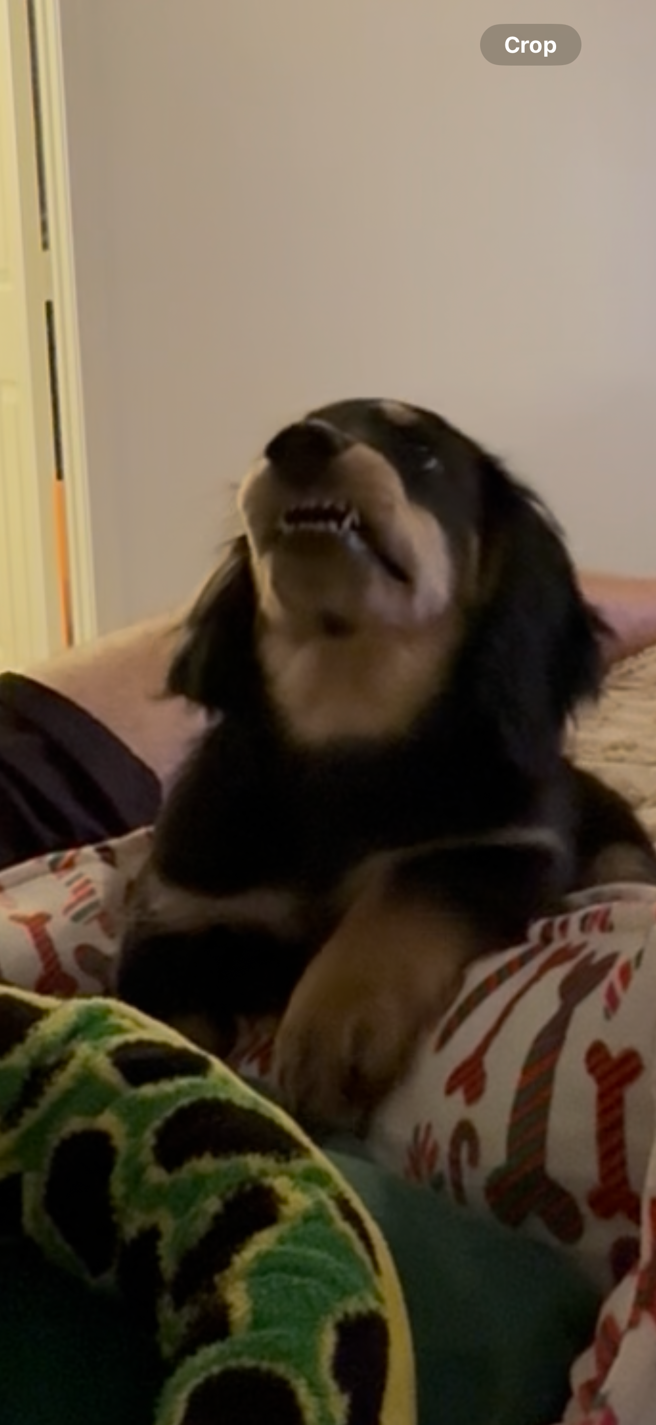 Help Moose Recover: Support Our Puppy’s Care campaign photo, 6 of 8