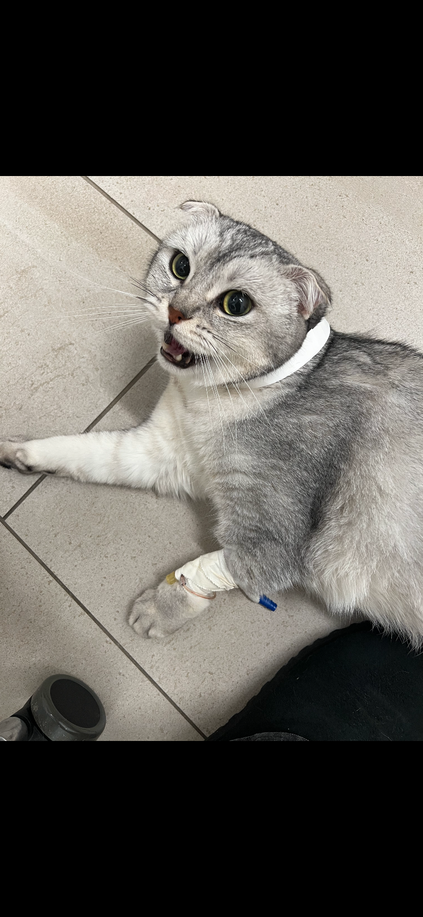 Help Save Sheldon: Support for My Mom's Cat campaign photo, 5 of 7