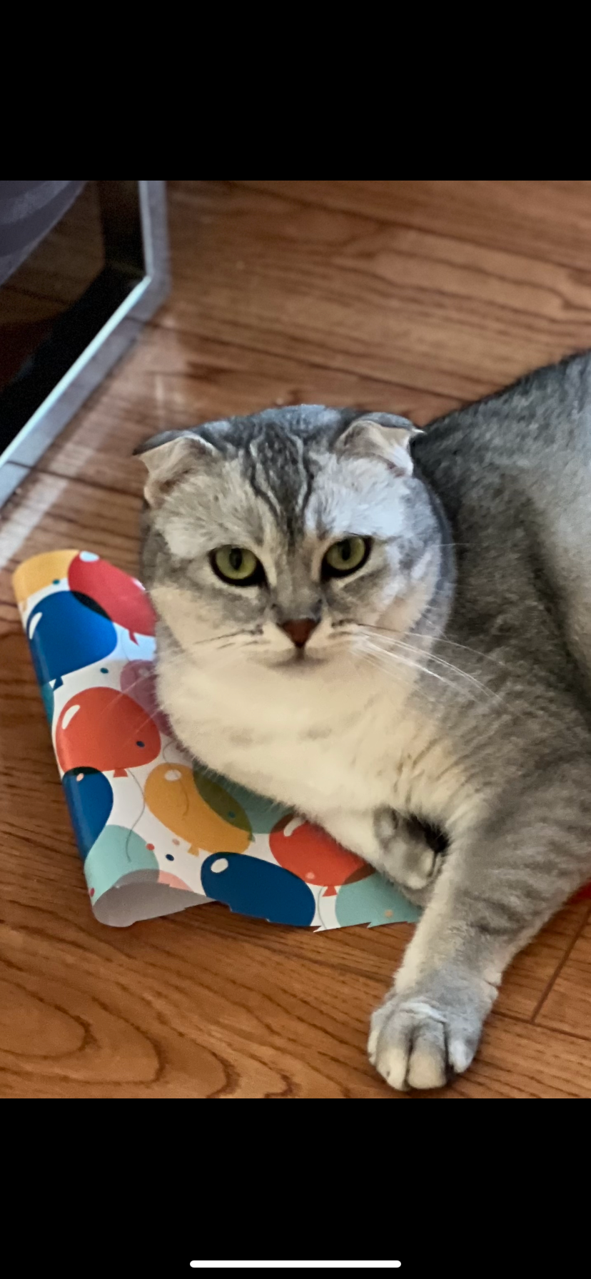 Help Save Sheldon: Support for My Mom's Cat campaign photo, 6 of 7