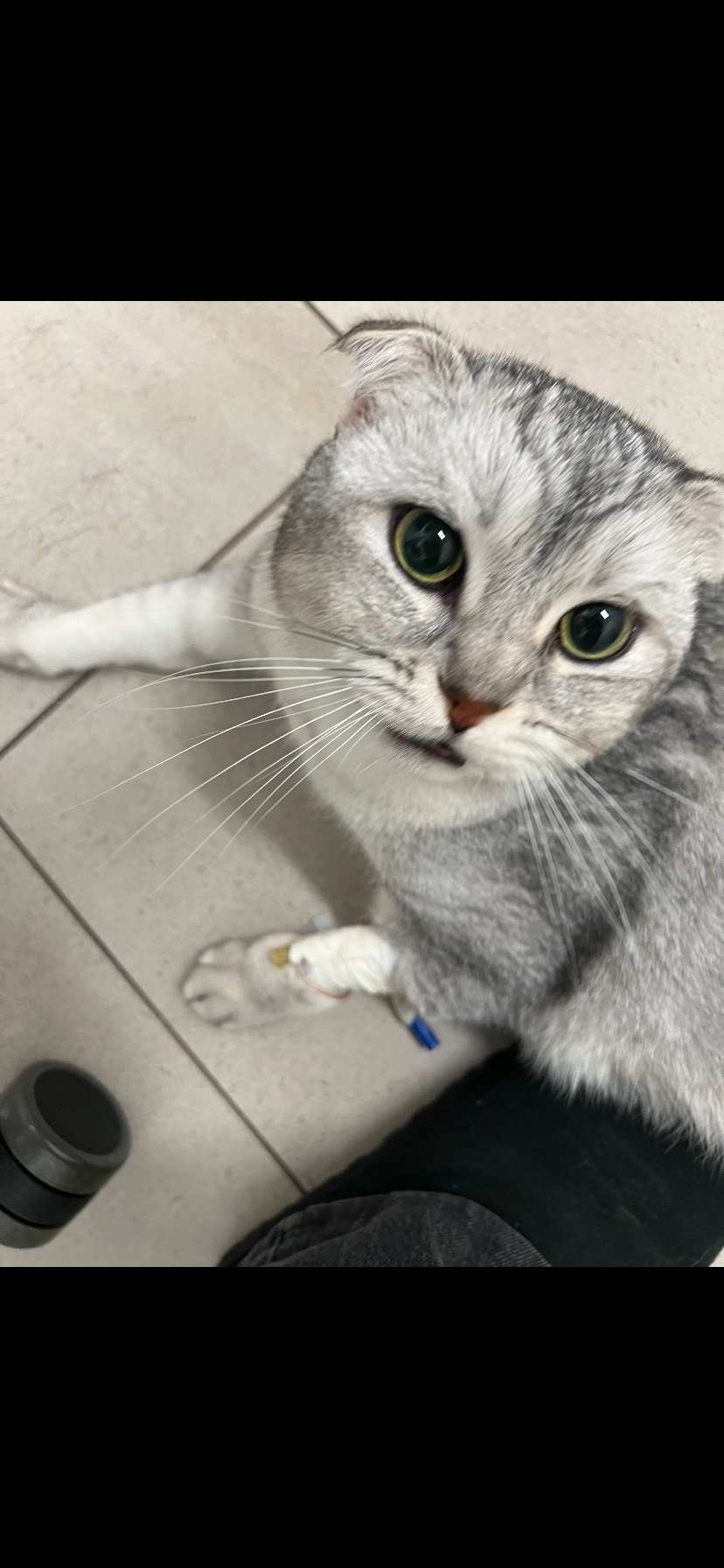 Help Save Sheldon: Support for My Mom's Cat campaign photo, 2 of 7