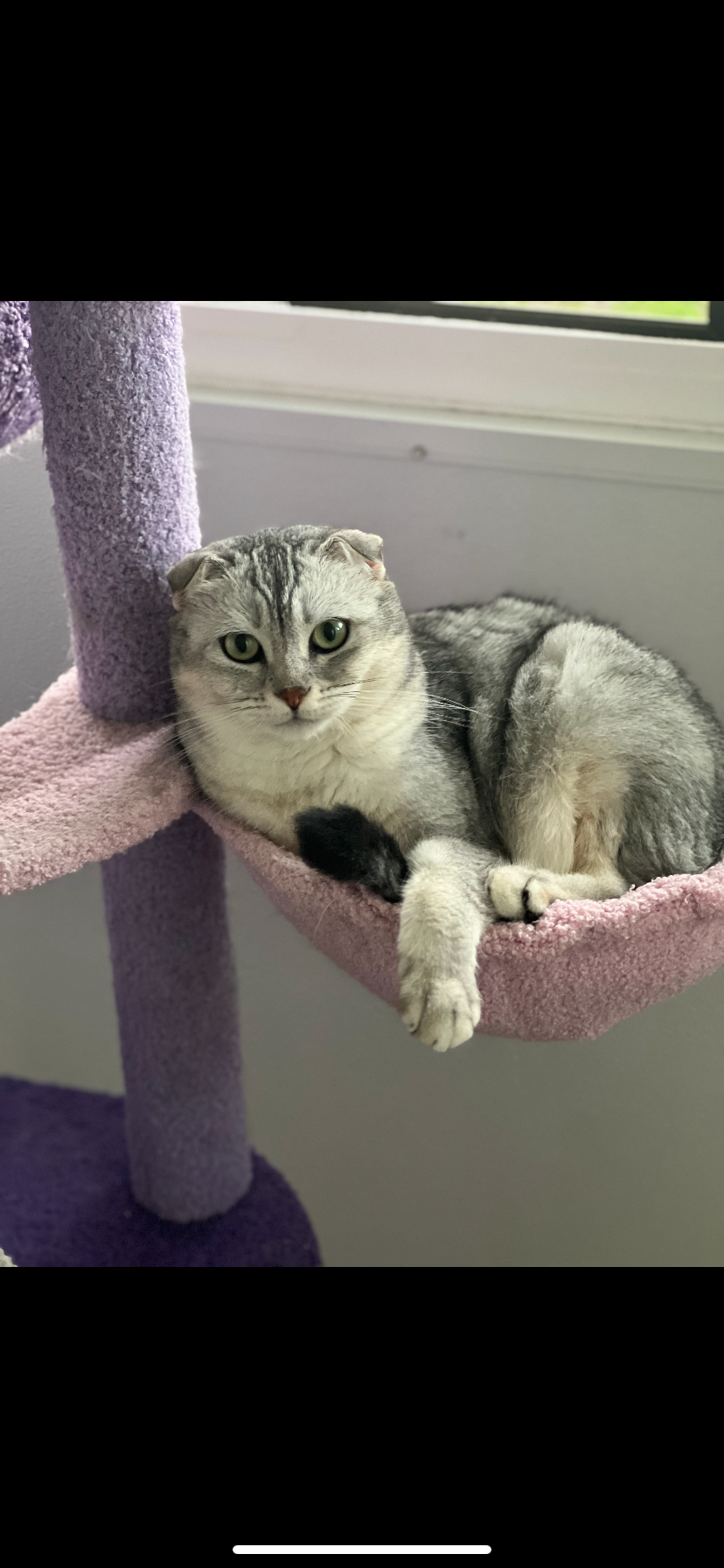 Help Save Sheldon: Support for My Mom's Cat campaign photo, 4 of 7