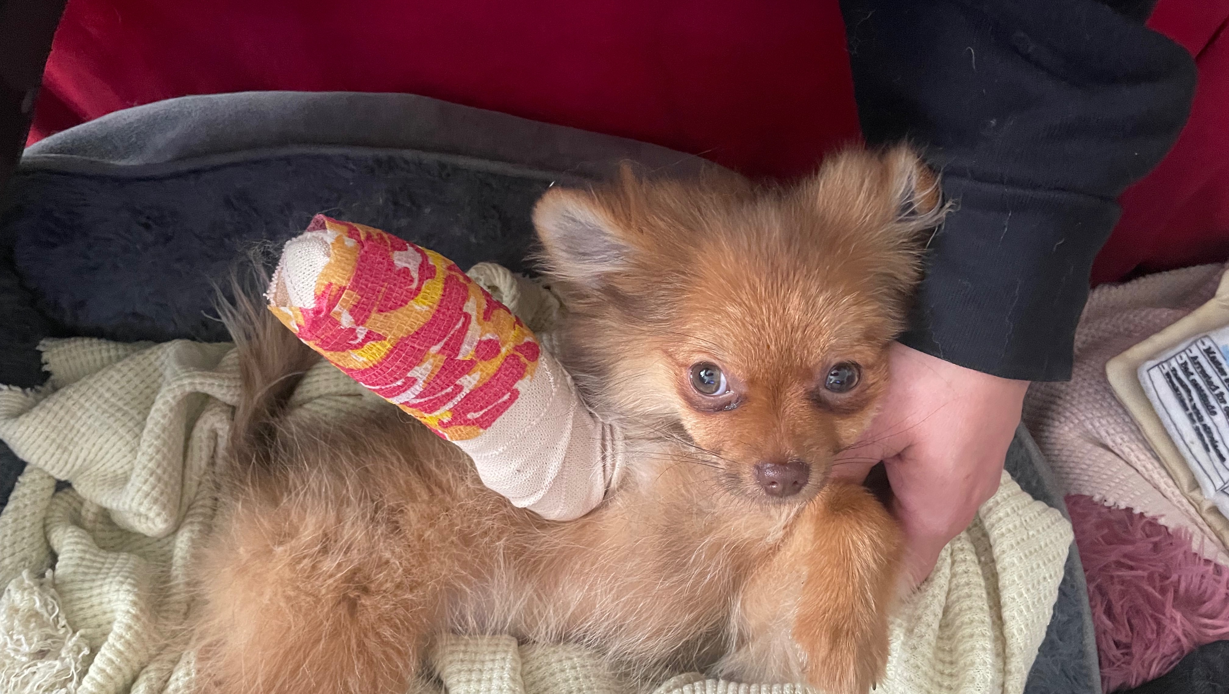 Help Dior Heal Her Broken Leg photo