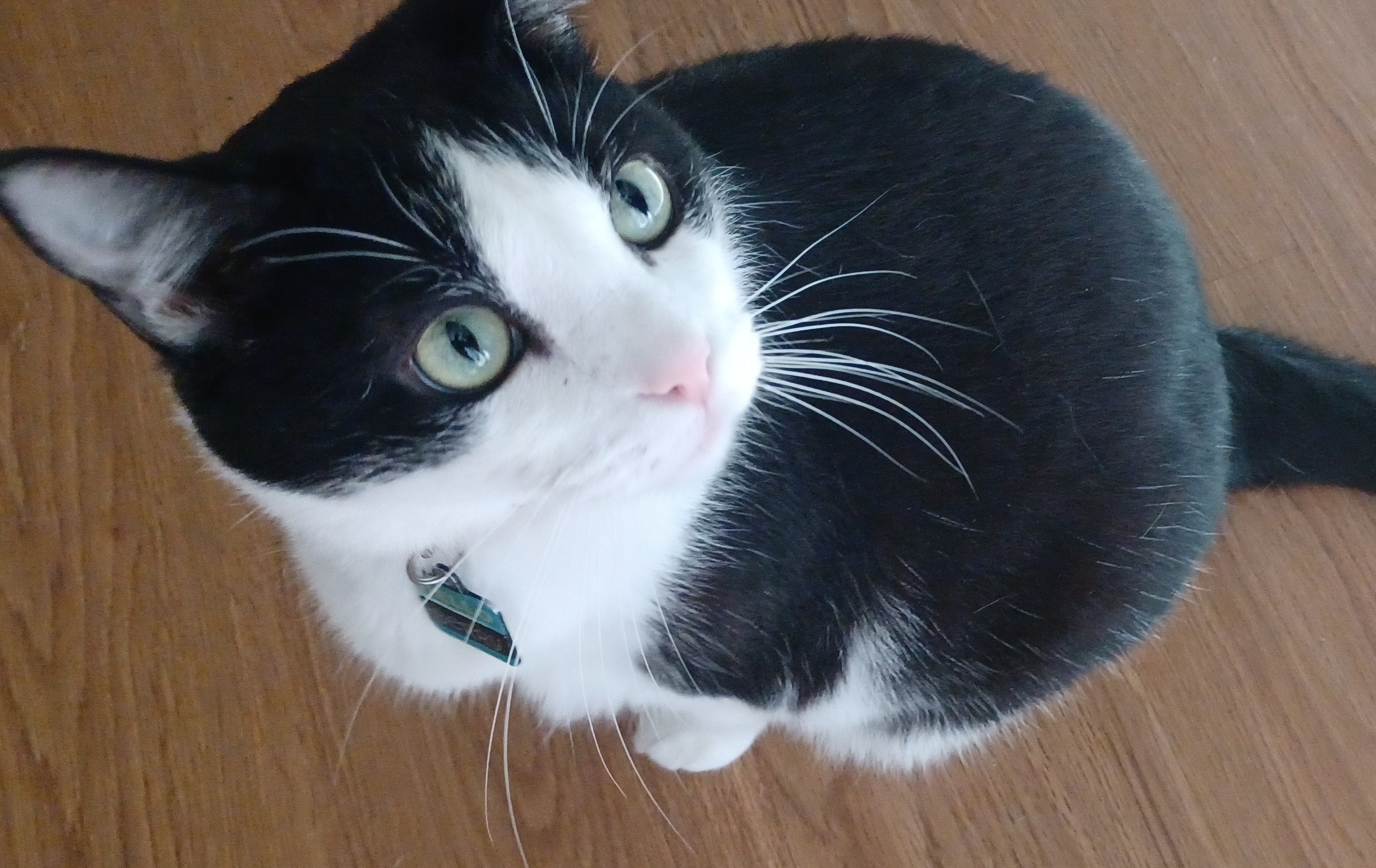 Help Berry Get Life-Saving Surgery campaign photo, 6 of 7