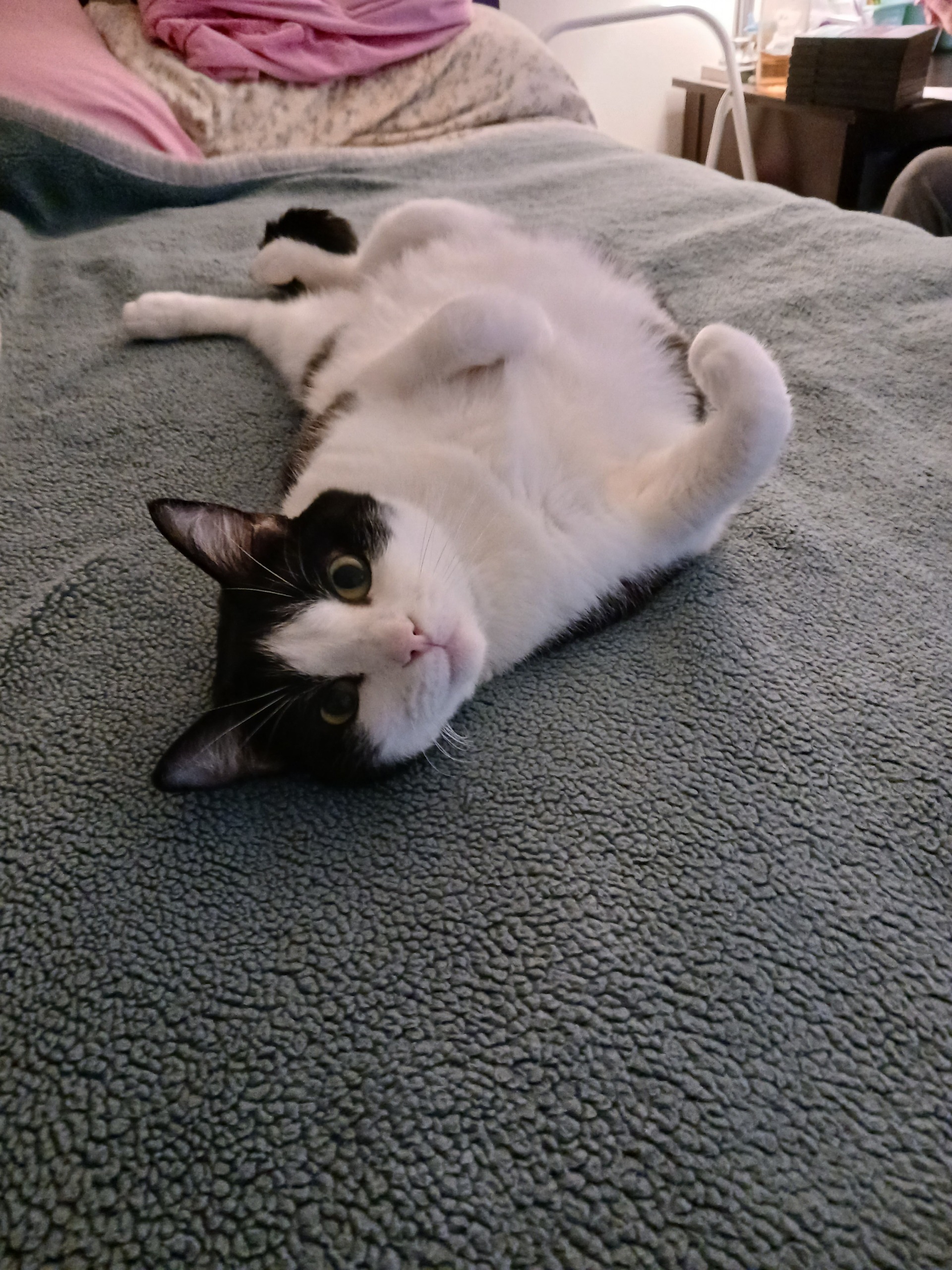 Help Berry Get Life-Saving Surgery campaign photo, 4 of 7