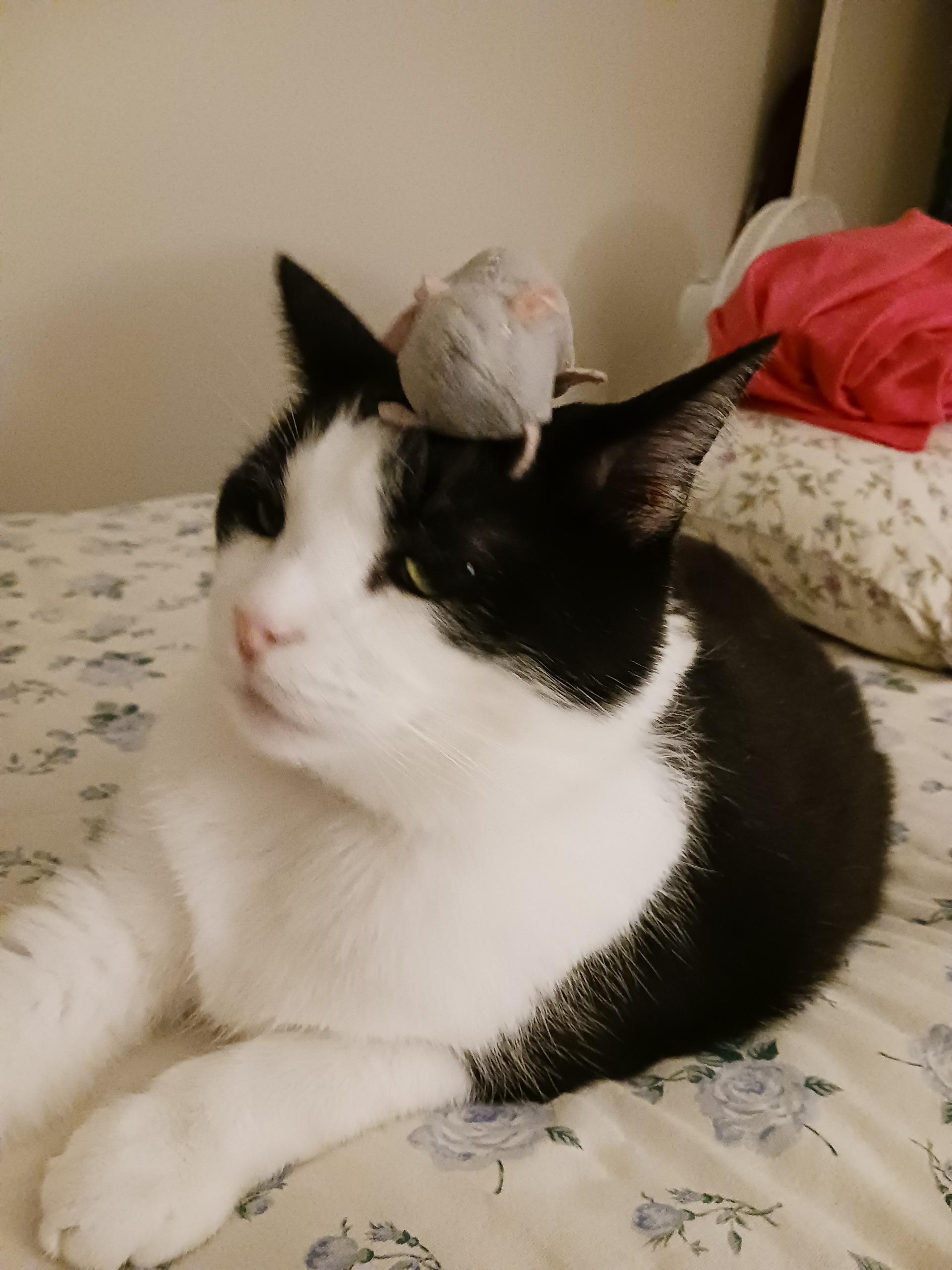Help Berry Get Life-Saving Surgery campaign photo, 5 of 7