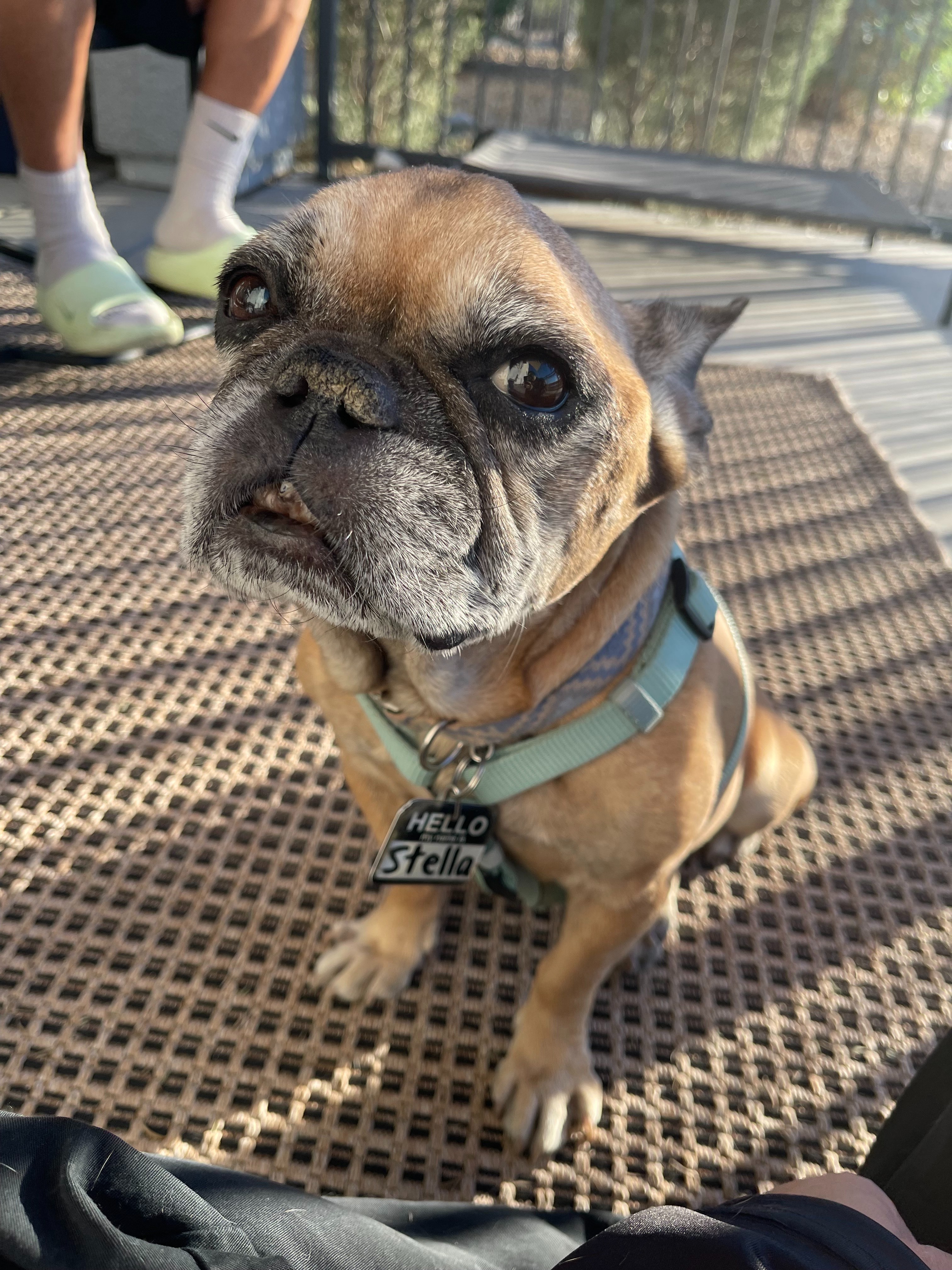 Help Stella Recover and Stay With Her Family campaign photo, 6 of 7