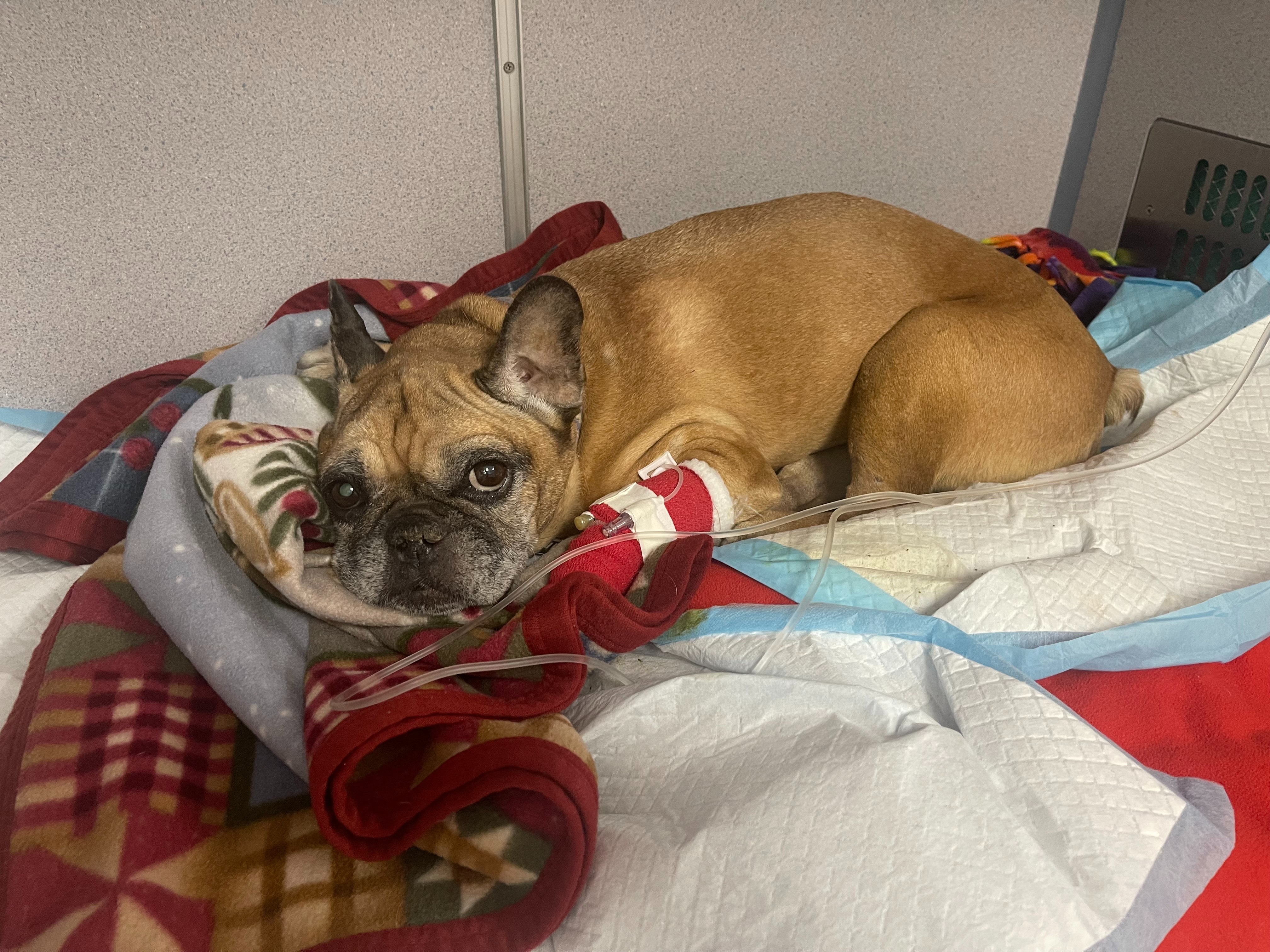 Help Stella Recover and Stay With Her Family campaign photo, 2 of 7